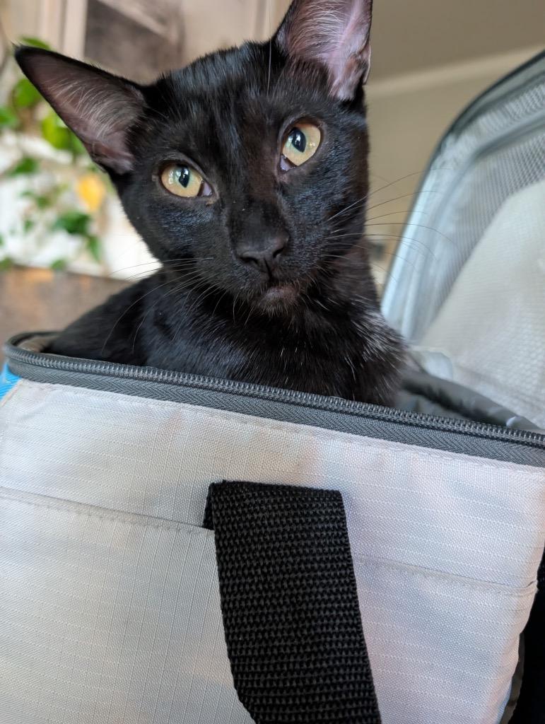 Luna, Adoptable, Young Female Domestic Short Hair.