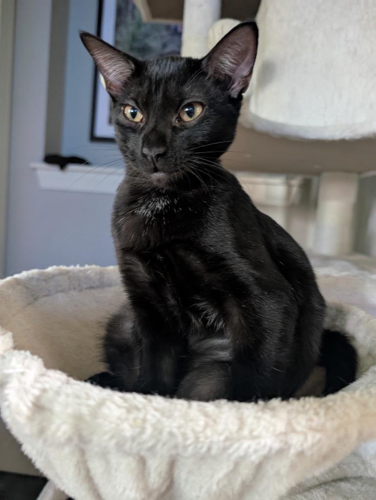 Luna, Adoptable, Young Female Domestic Short Hair.