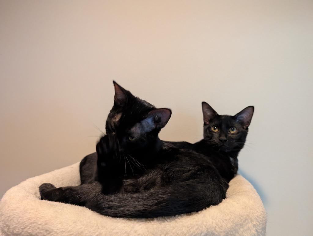 Enlarge Luna, a Adoptable mixed breed in Claremore, OK image 2/6