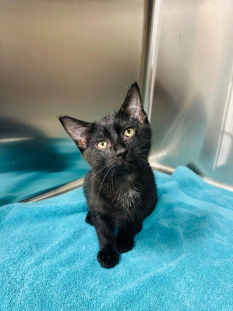 Luna, a Adoptable mixed breed in Claremore, OK image 6/6