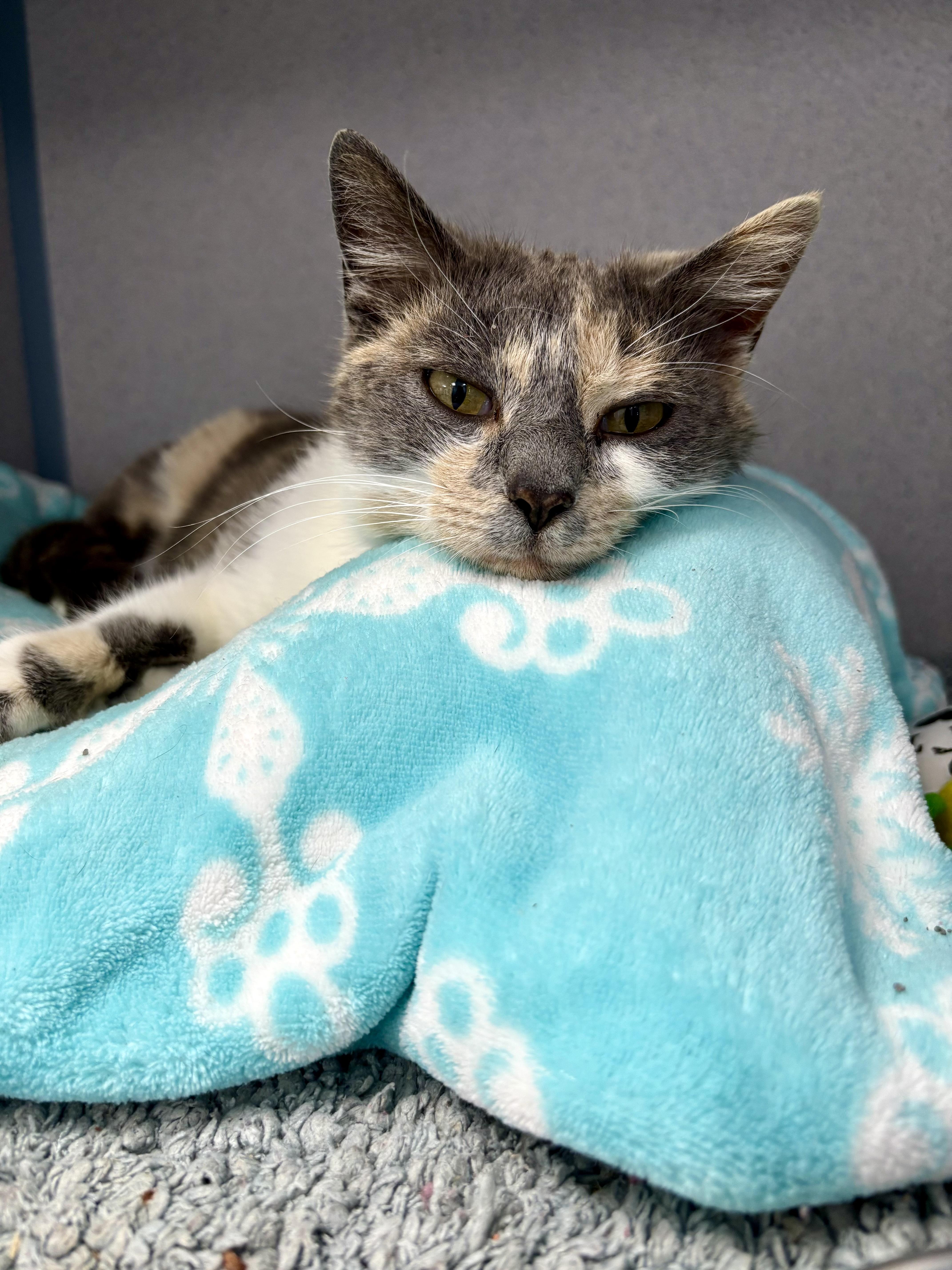 Enlarge Minnow, a ADOPTABLE Domestic Short Hair in Bardstown, KY image 4/5