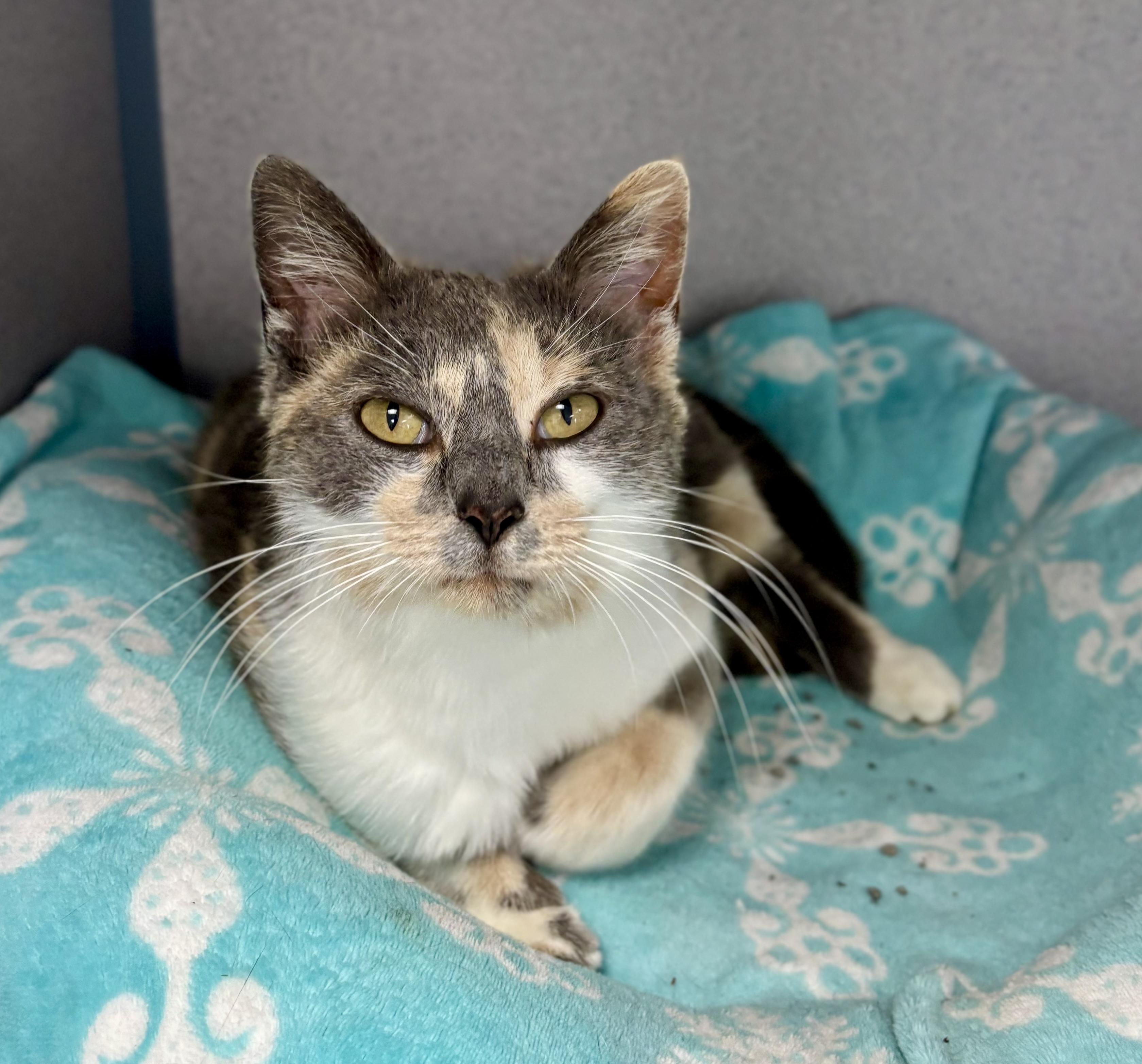 Enlarge Minnow, a ADOPTABLE Domestic Short Hair in Bardstown, KY image 5/5