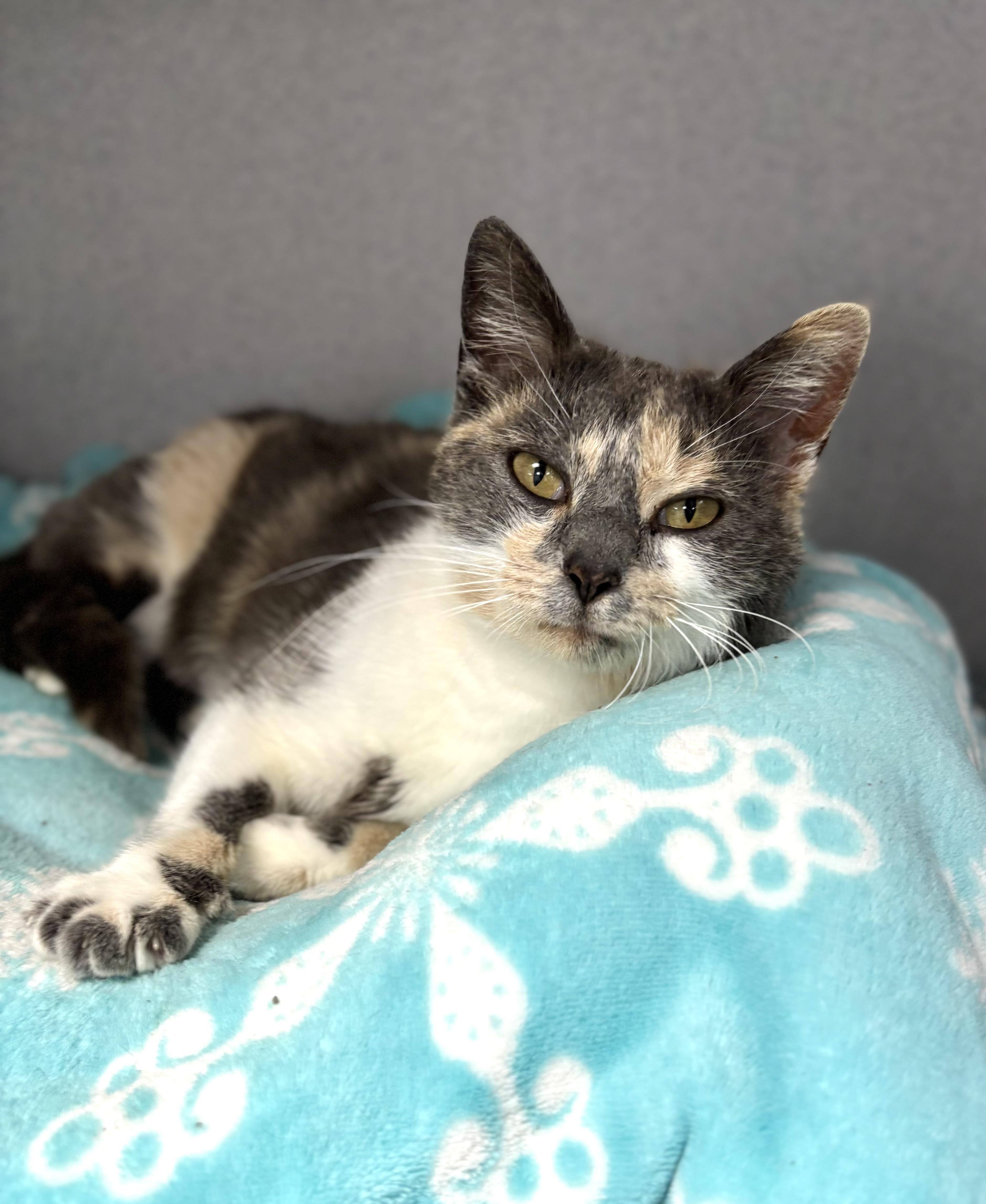 Enlarge Minnow, a ADOPTABLE Domestic Short Hair in Bardstown, KY image 3/5