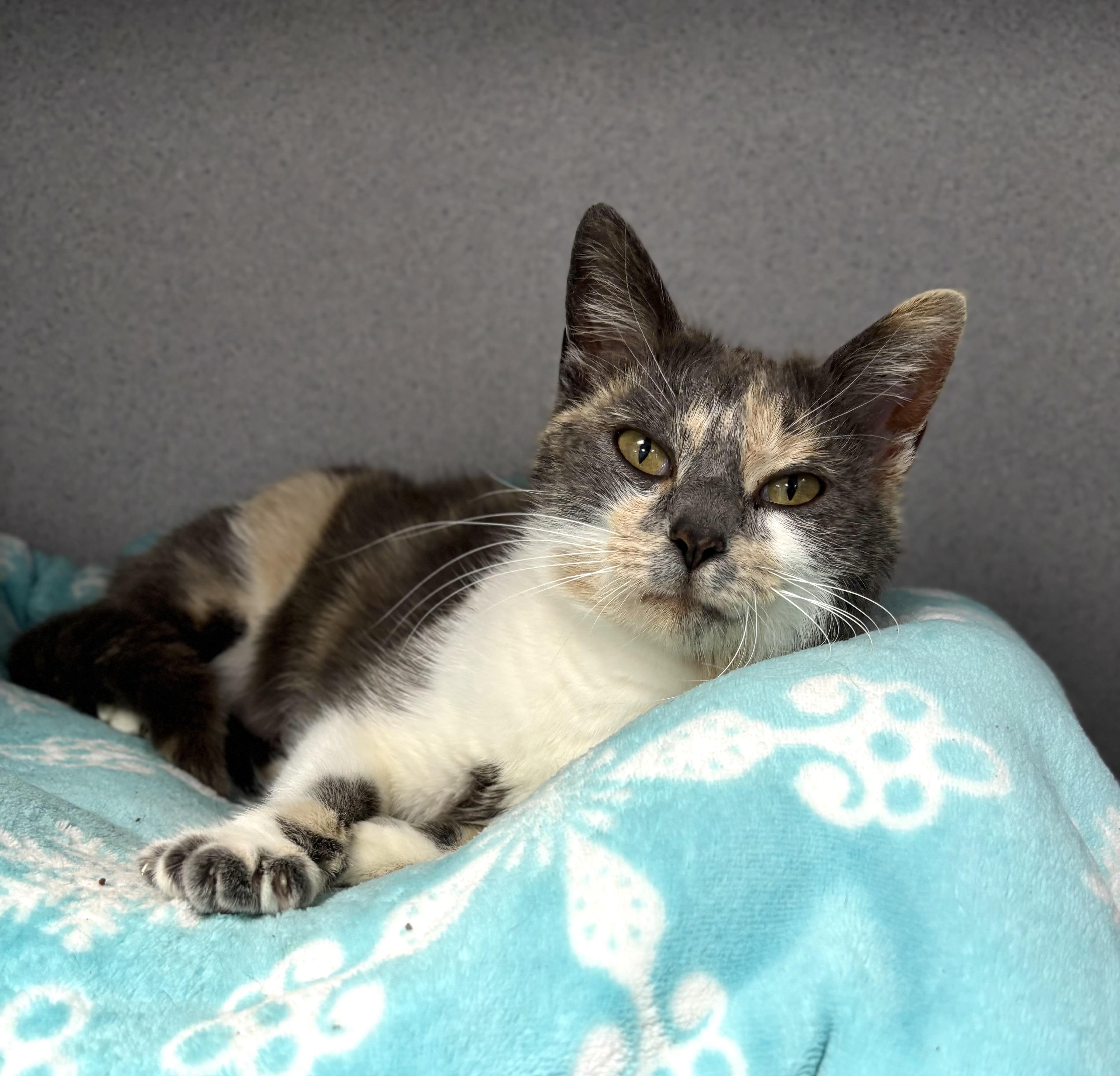 Enlarge Minnow, a ADOPTABLE Domestic Short Hair in Bardstown, KY image 2/5