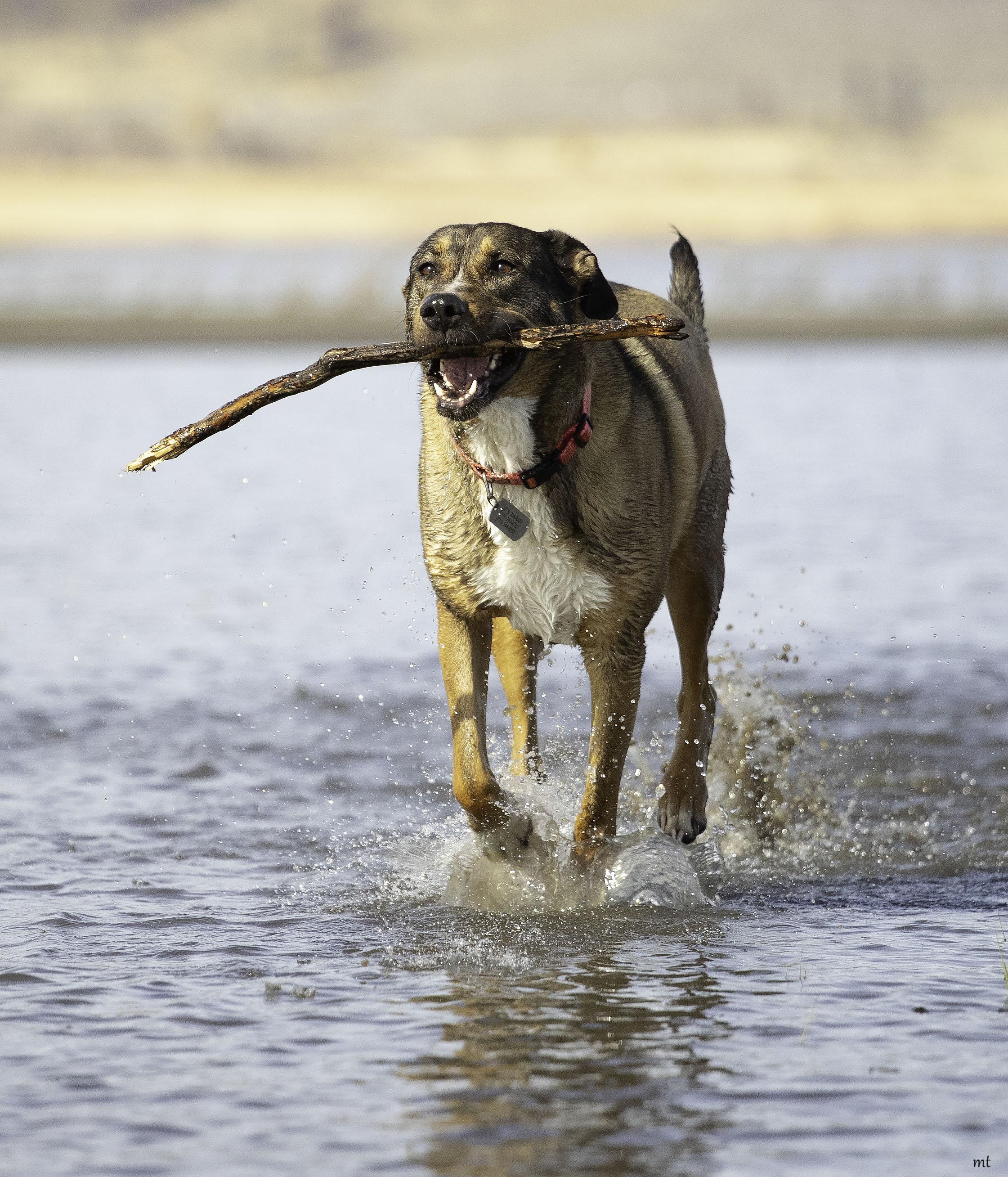Sonora, Adoptable, Adult Female Shepherd.