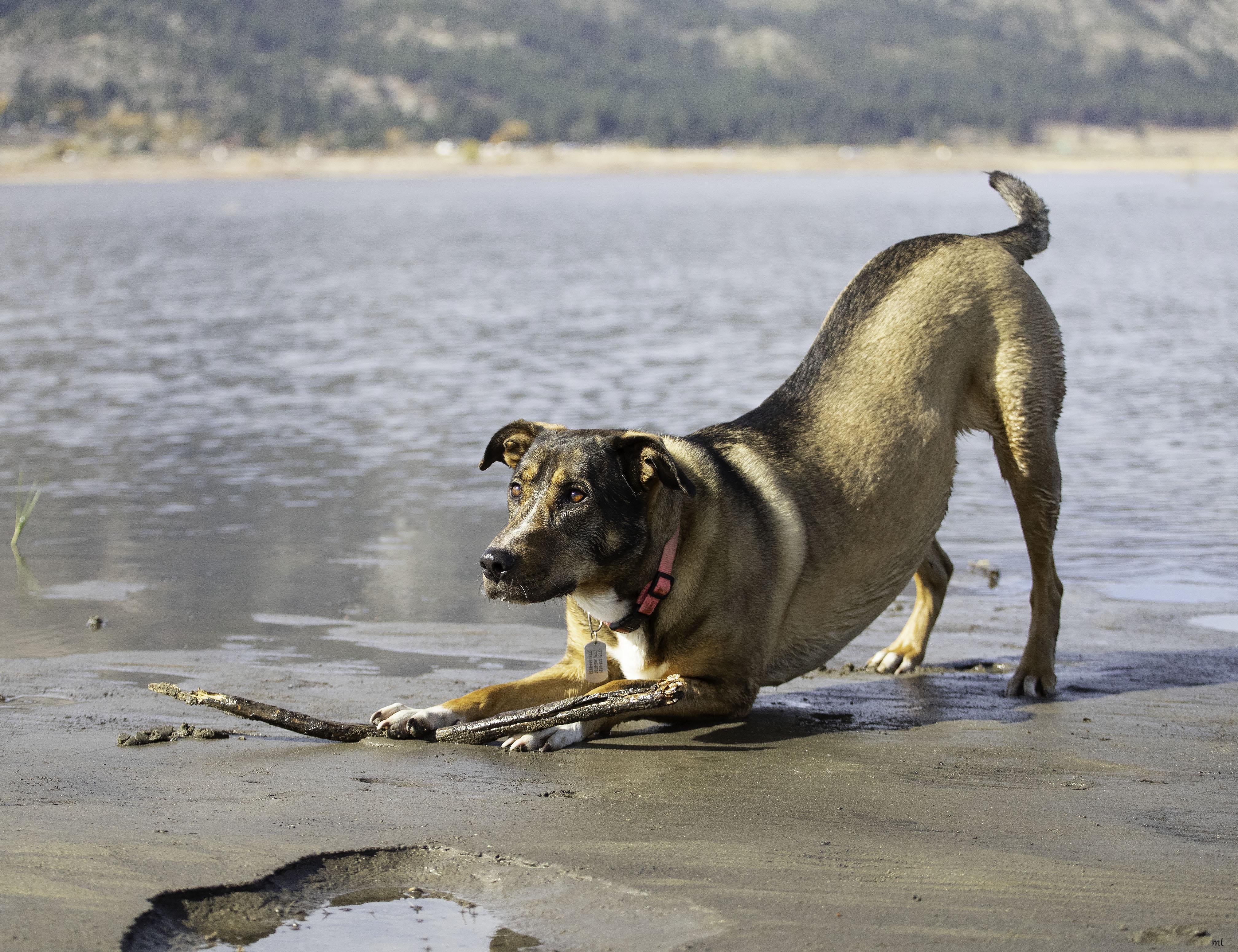 Sonora, a Adoptable mixed breed in Washoe Valley, NV image 2/6