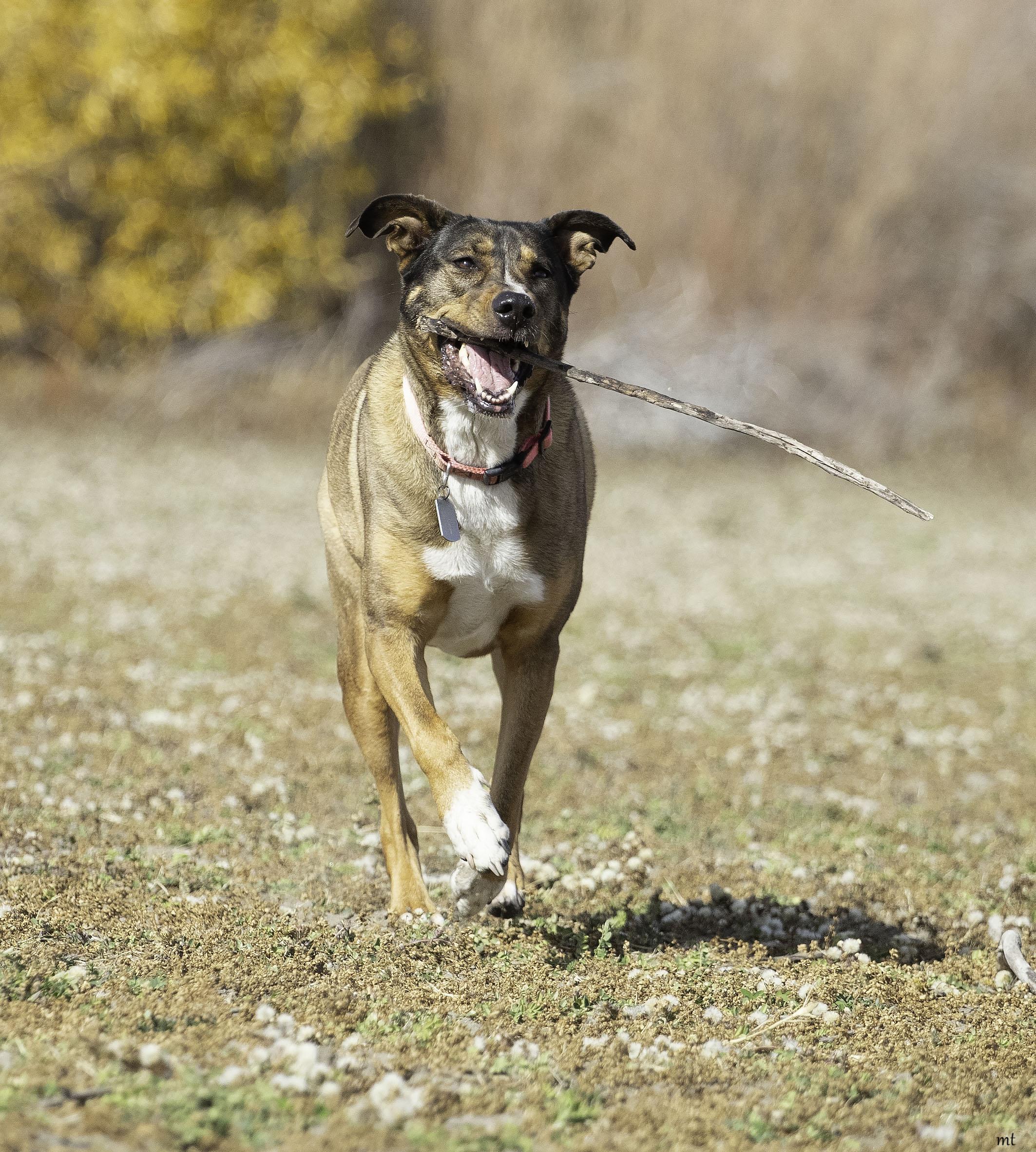 Sonora, a Adoptable mixed breed in Washoe Valley, NV image 3/6