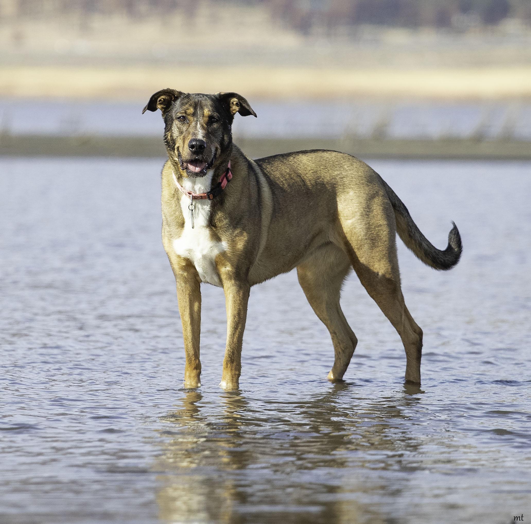 Sonora, a Adoptable mixed breed in Washoe Valley, NV image 4/6