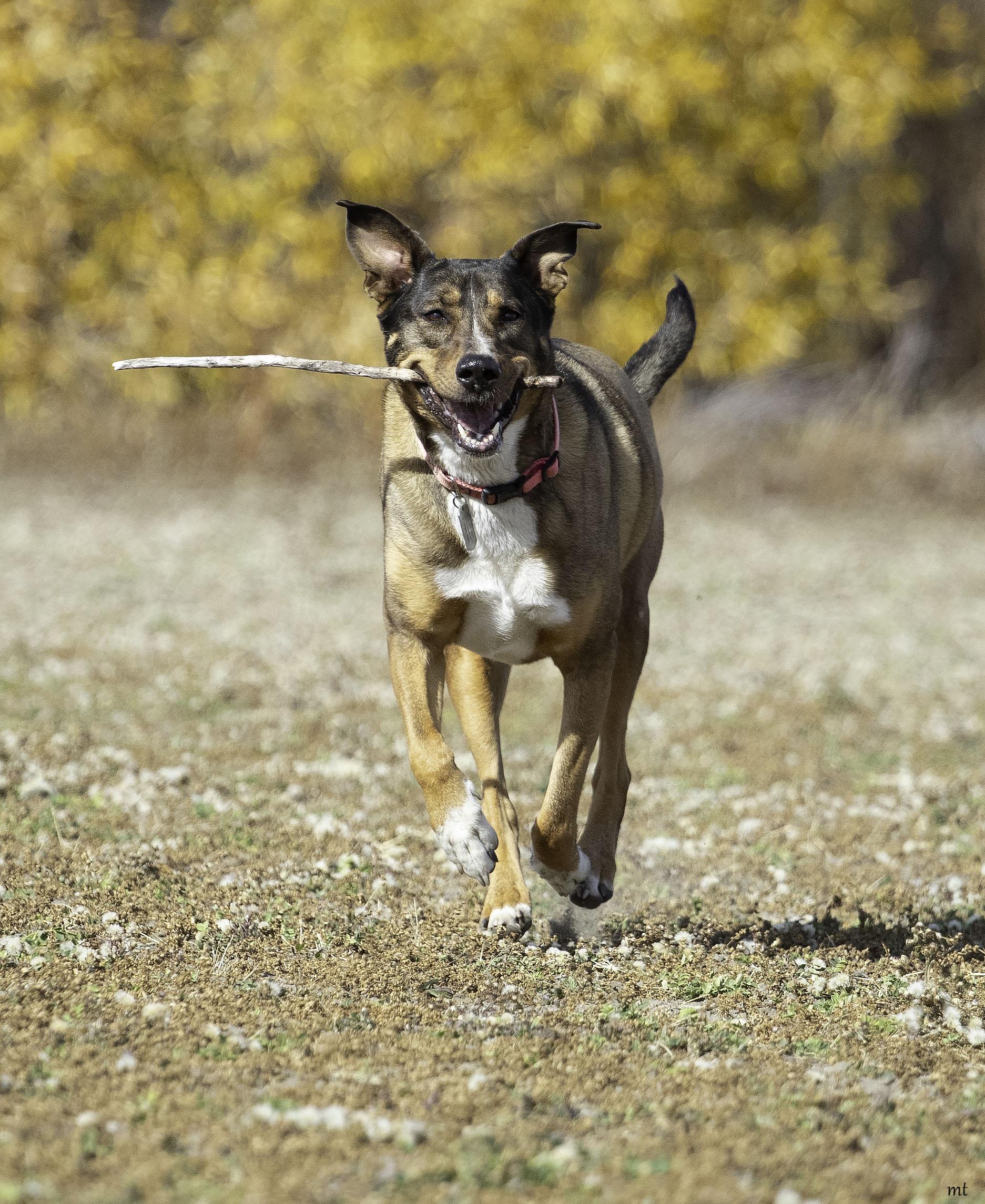 Sonora, a Adoptable mixed breed in Washoe Valley, NV image 5/6