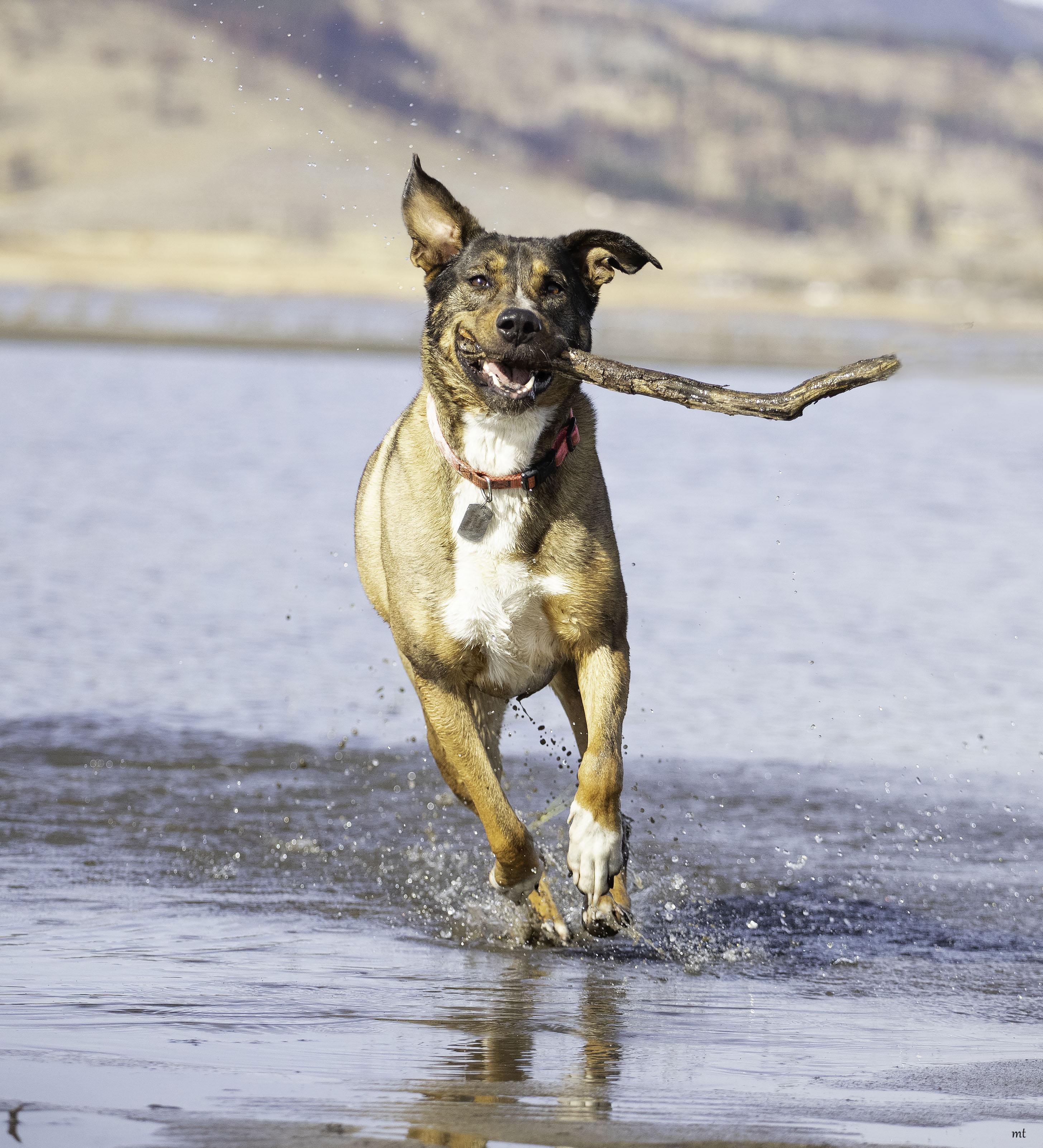 Sonora, a Adoptable mixed breed in Washoe Valley, NV image 6/6