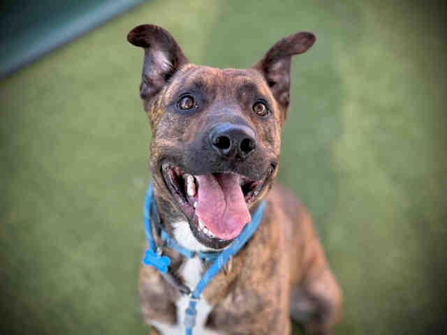 LUKA, Adoptable, Young Male Pit Bull Terrier.