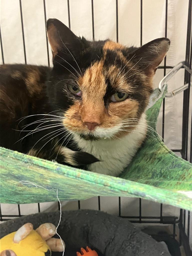 Ruby, Adoptable, Young Female Domestic Short Hair.