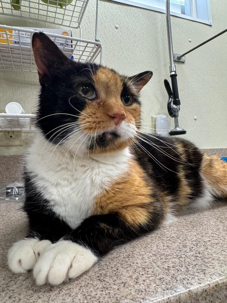 Ruby, Adoptable, Young Female Domestic Short Hair.