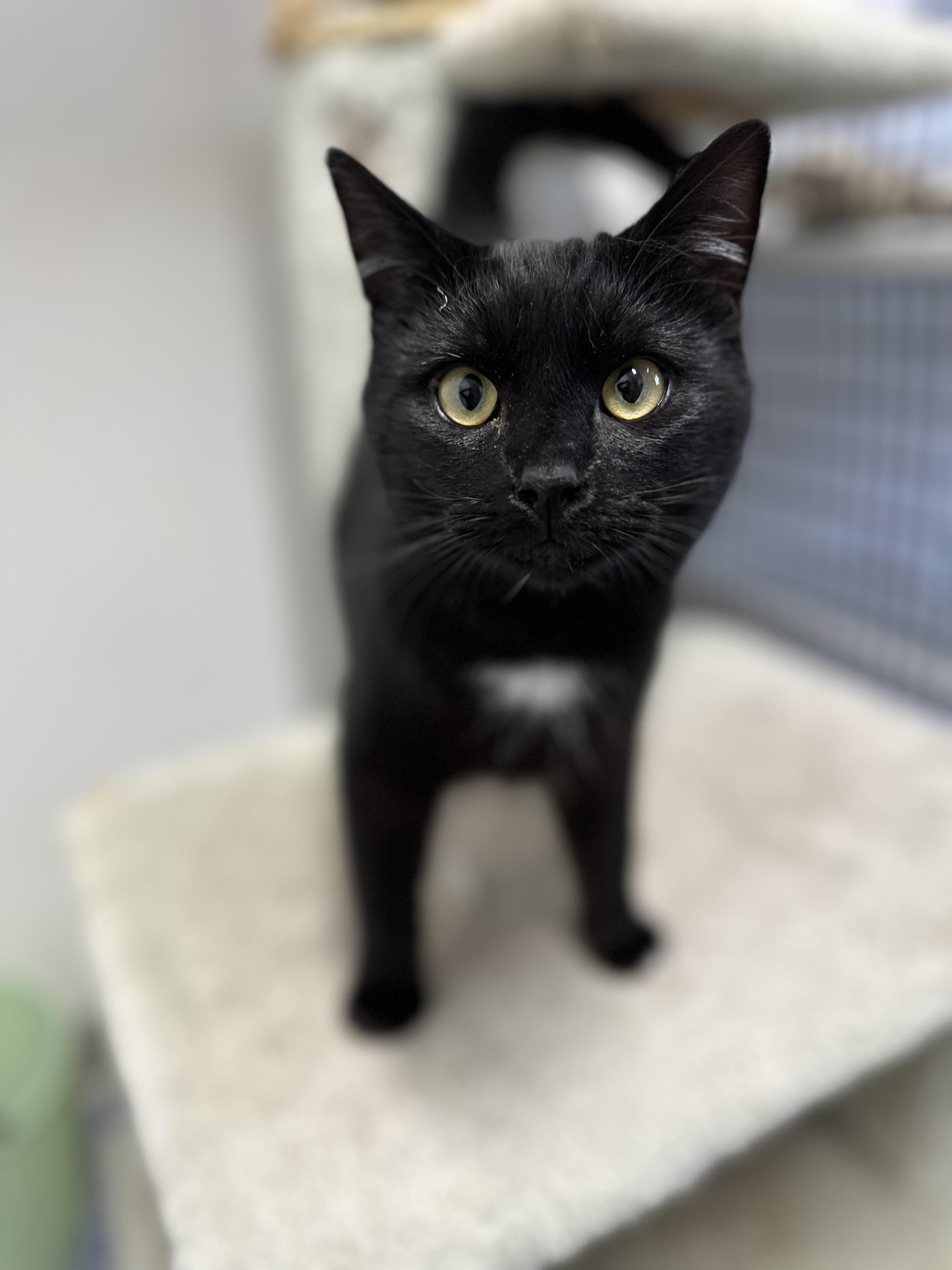 Maximus — thumbnail 2