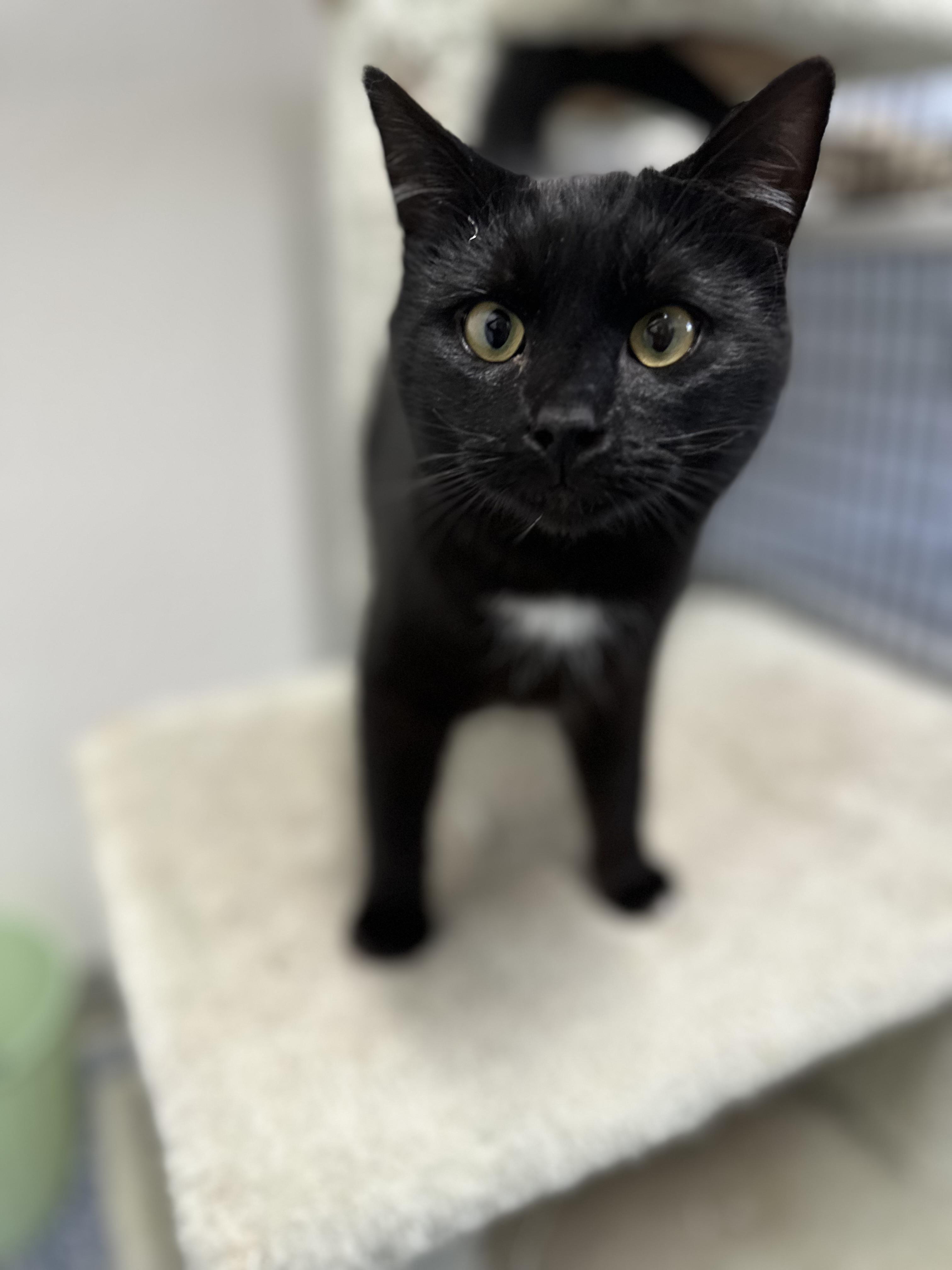 Maximus — thumbnail 3