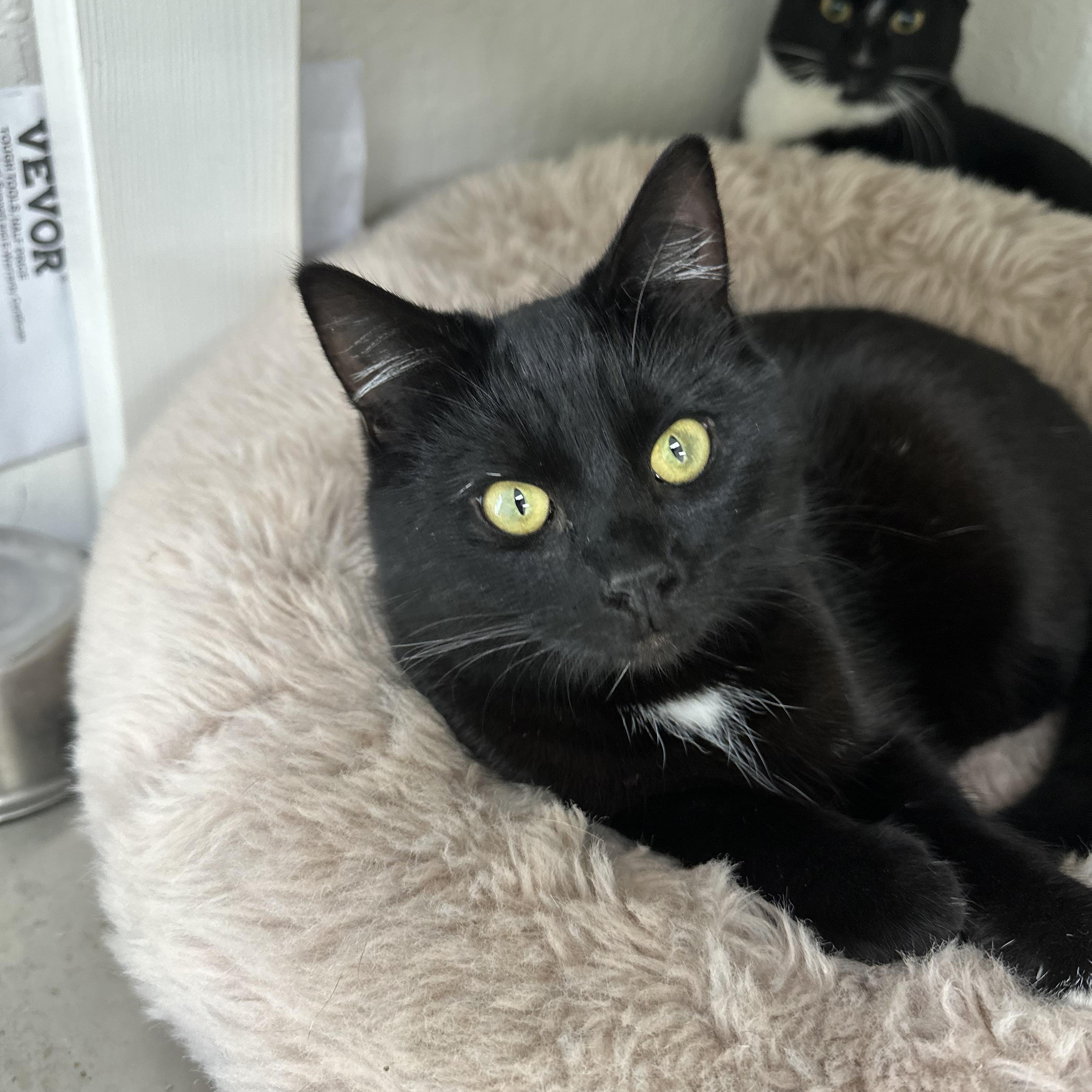 Maximus — thumbnail 5