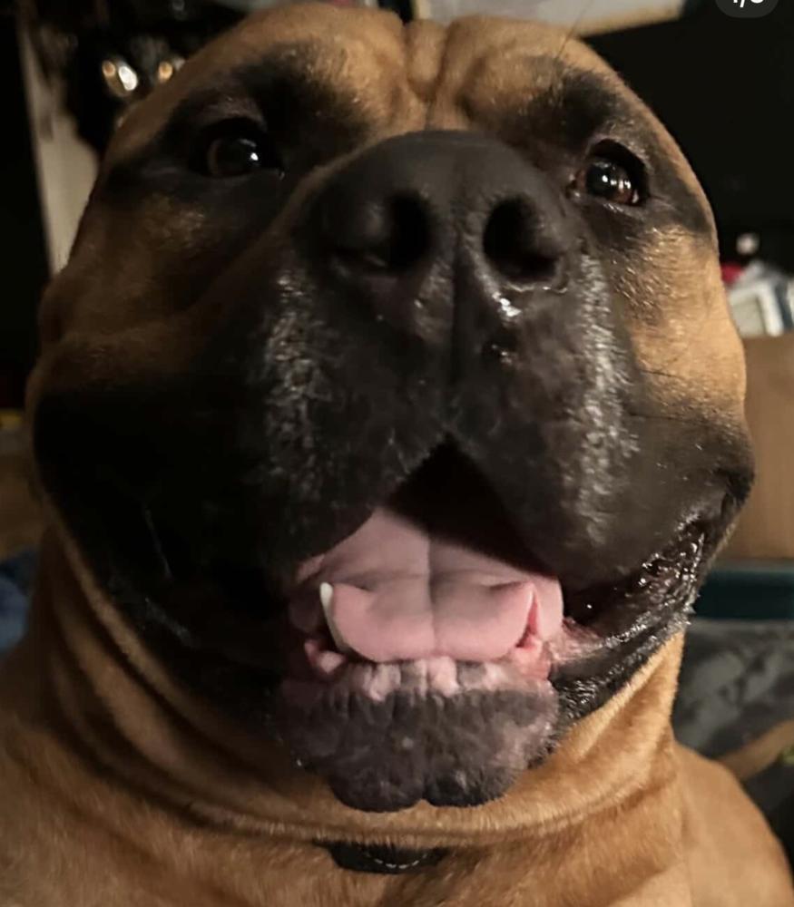 Groot, a Adoptable mixed breed in ventura, CA image 2/2