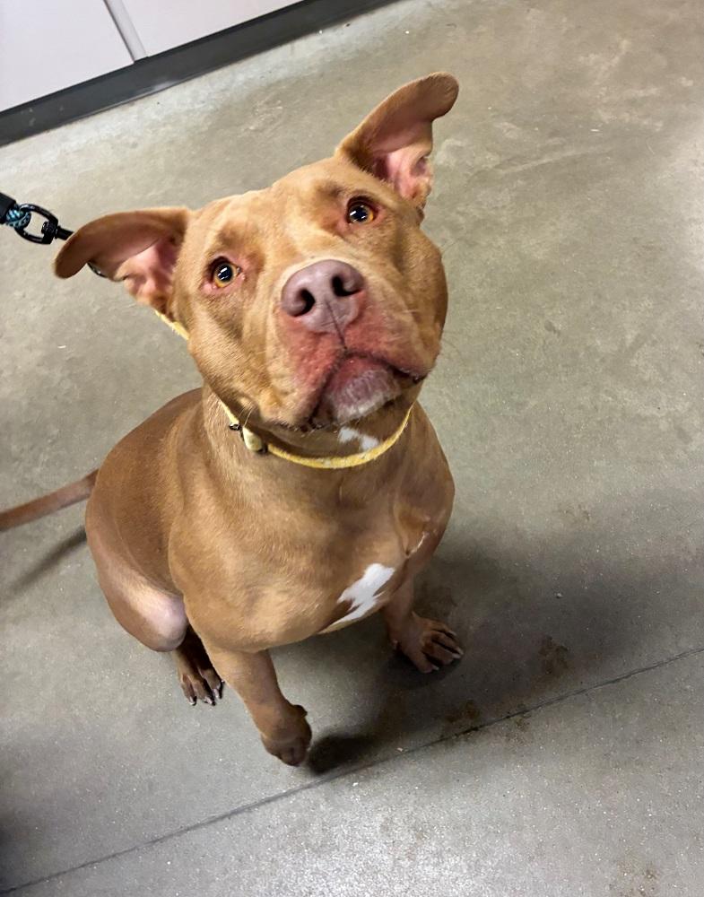 Lucy, adopted, Adult Female Pit Bull Terrier.