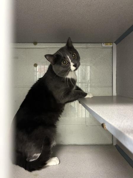 *Buggy*, Adoptable, Adult Male Domestic Short Hair.