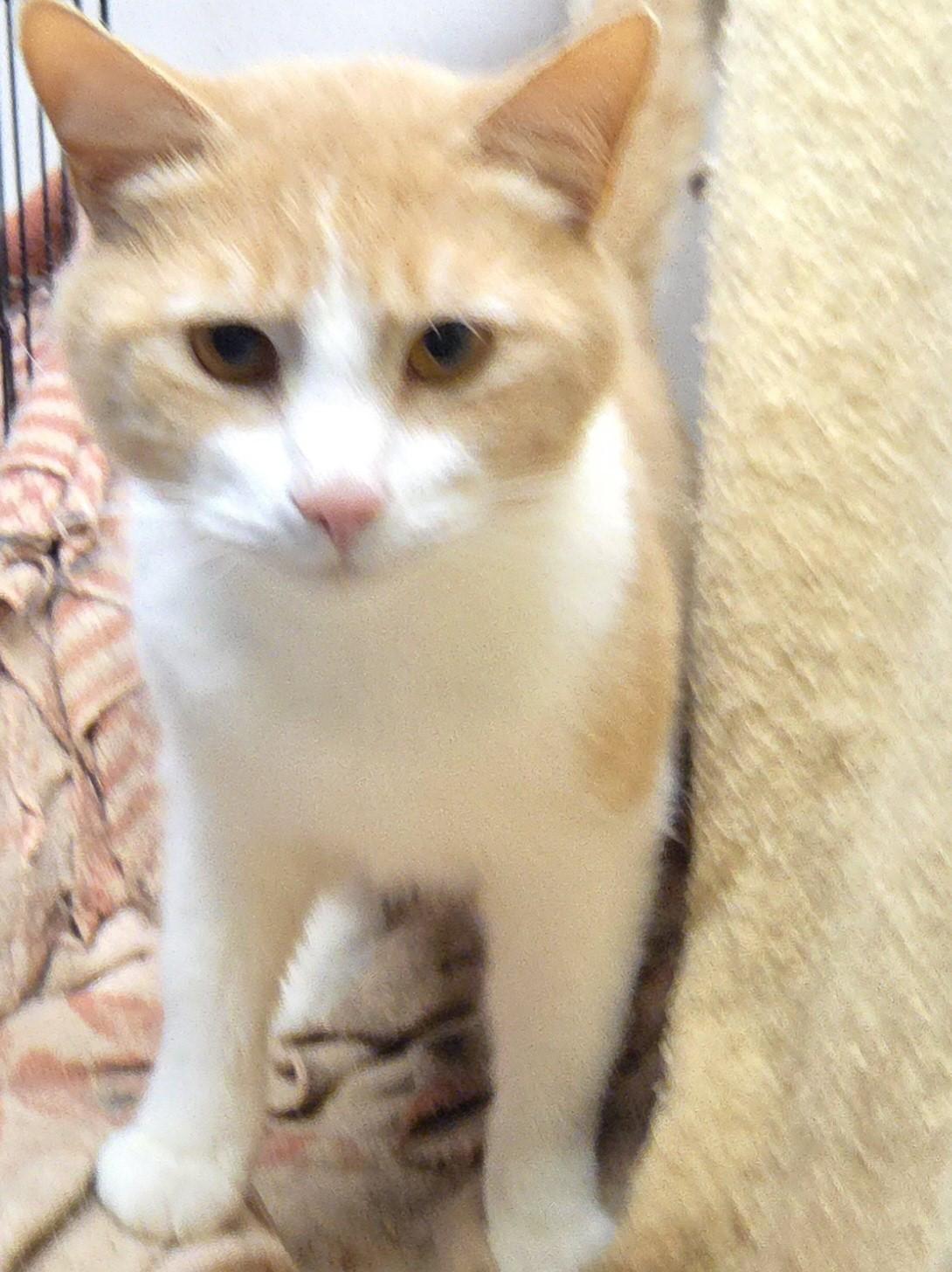 Enlarge Uber Eats, a ADOPTABLE Domestic Short Hair in Mansfield Center, CT image 1/1