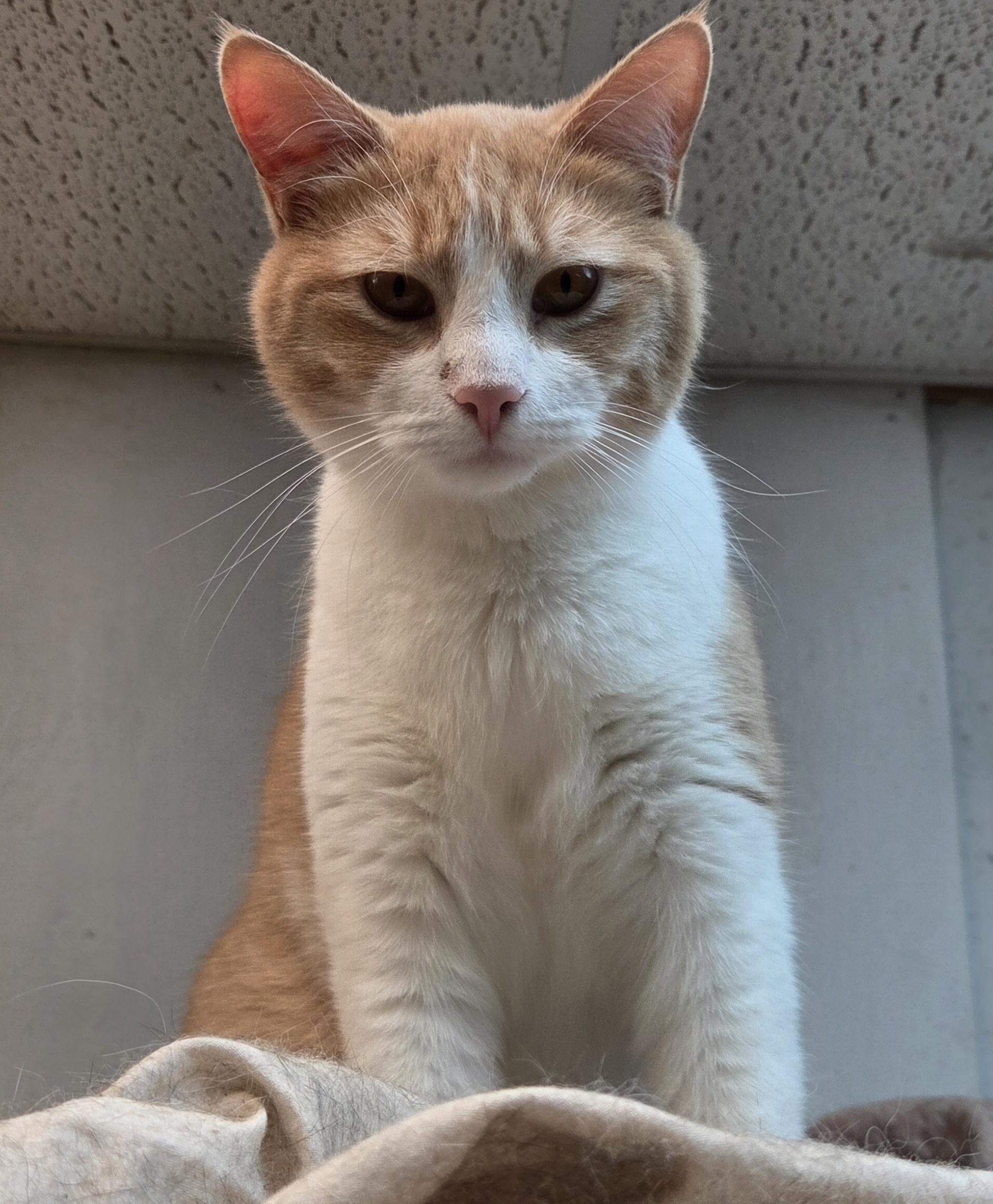Enlarge Uber Eats, a ADOPTABLE Domestic Short Hair in Mansfield Center, CT image 1/1