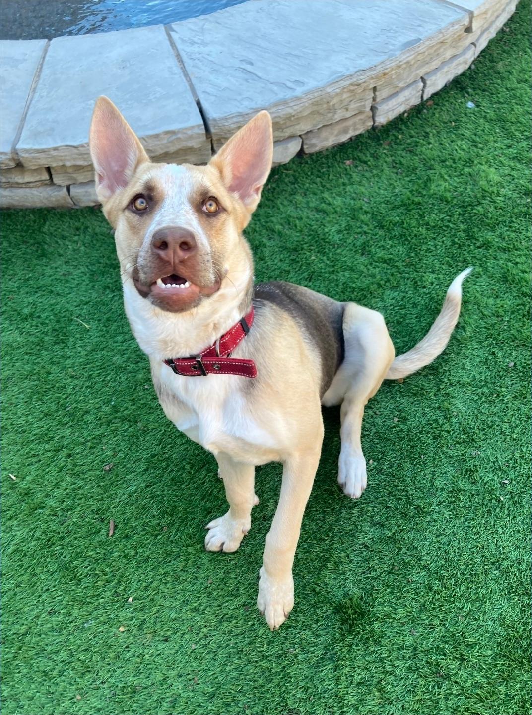 Mollie, ADOPTABLE, Young Female German Shepherd Dog.