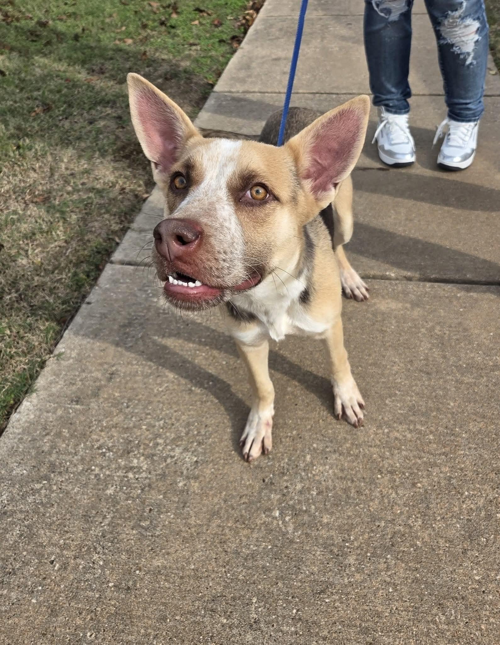 Enlarge Mollie, a ADOPTABLE mixed breed in Anna, TX image 3/5