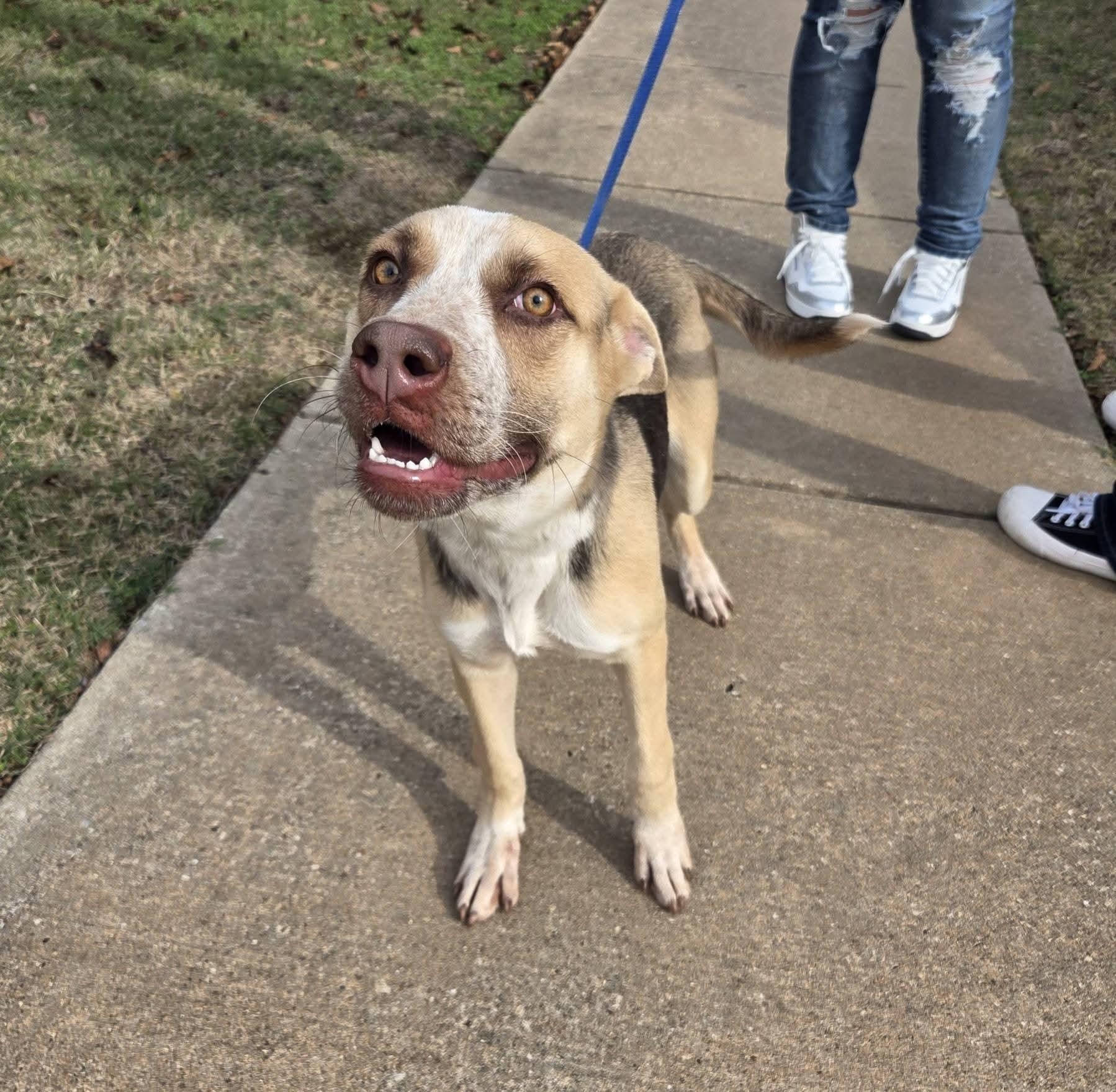 Enlarge Mollie, a ADOPTABLE mixed breed in Anna, TX image 4/5