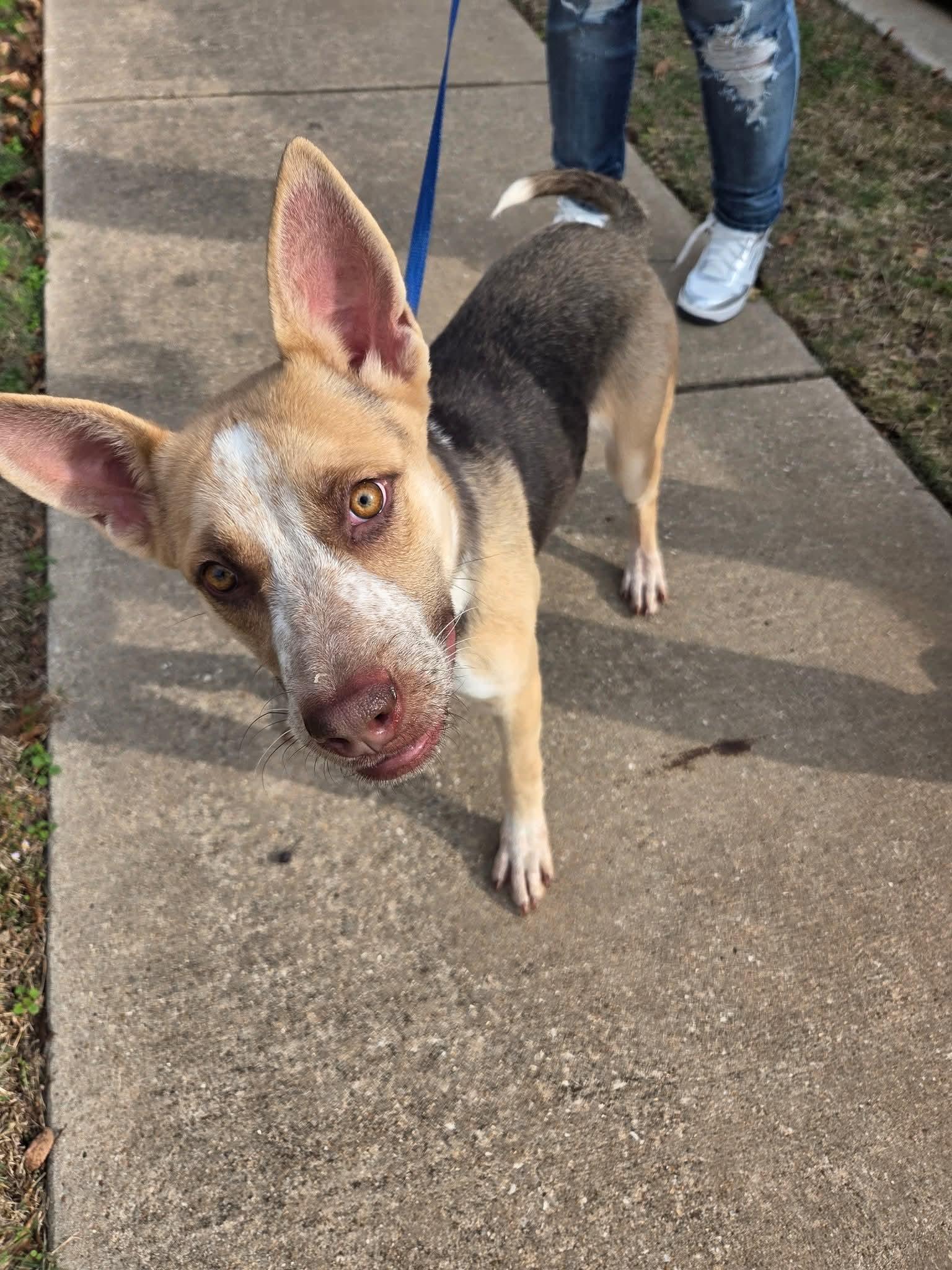 Enlarge Mollie, a ADOPTABLE mixed breed in Anna, TX image 5/5