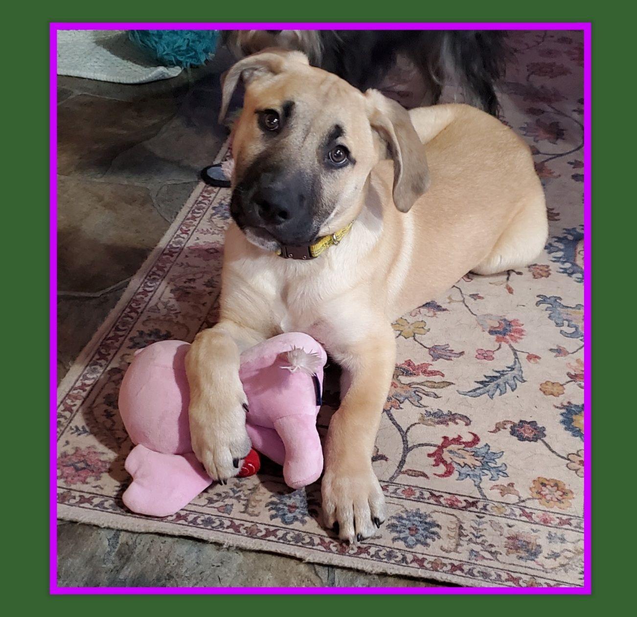 Enlarge Zeke, an adopted mixed breed in Franklin, IN image 1/2