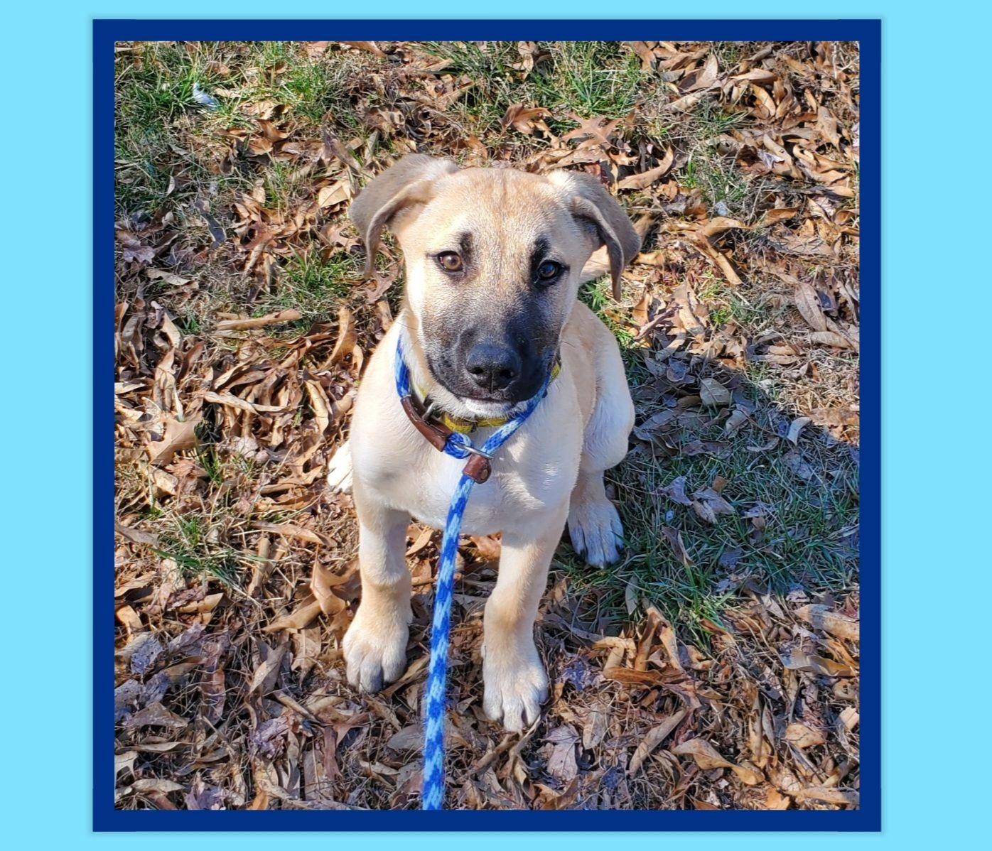 Enlarge Zeke, an adopted mixed breed in Franklin, IN image 2/2