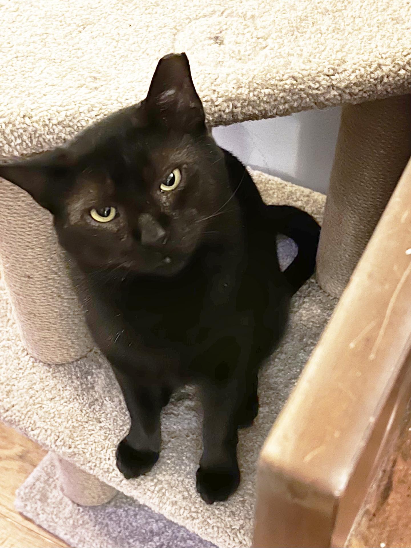 Enlarge Grant Ruby, a Adoptable Domestic Short Hair in Philadelphia, PA image 5/6