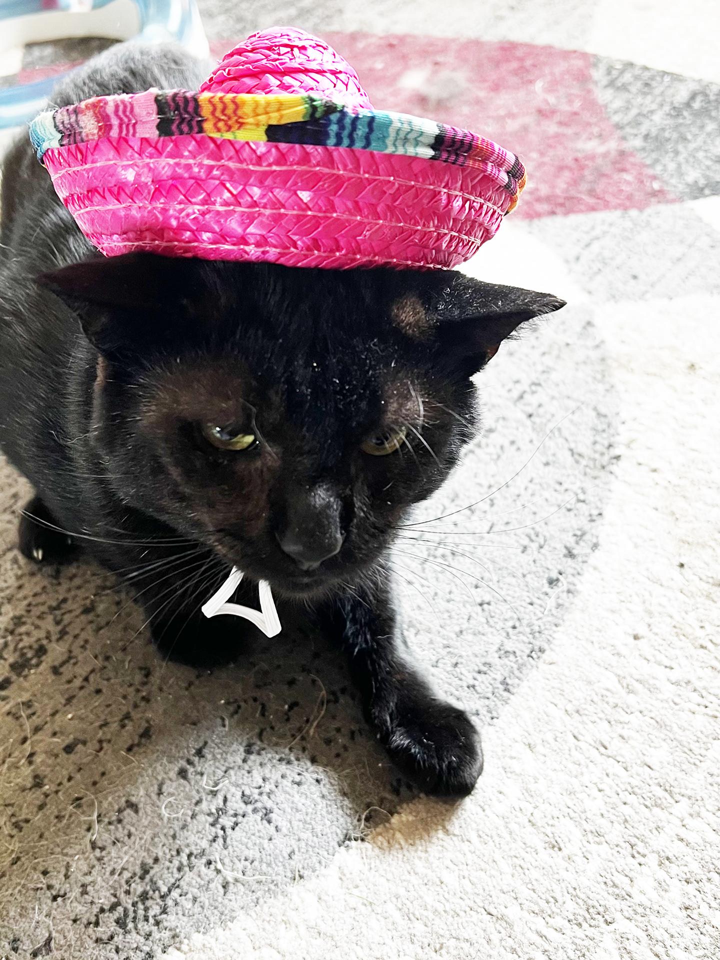 Enlarge Grant Ruby, a Adoptable Domestic Short Hair in Philadelphia, PA image 4/6