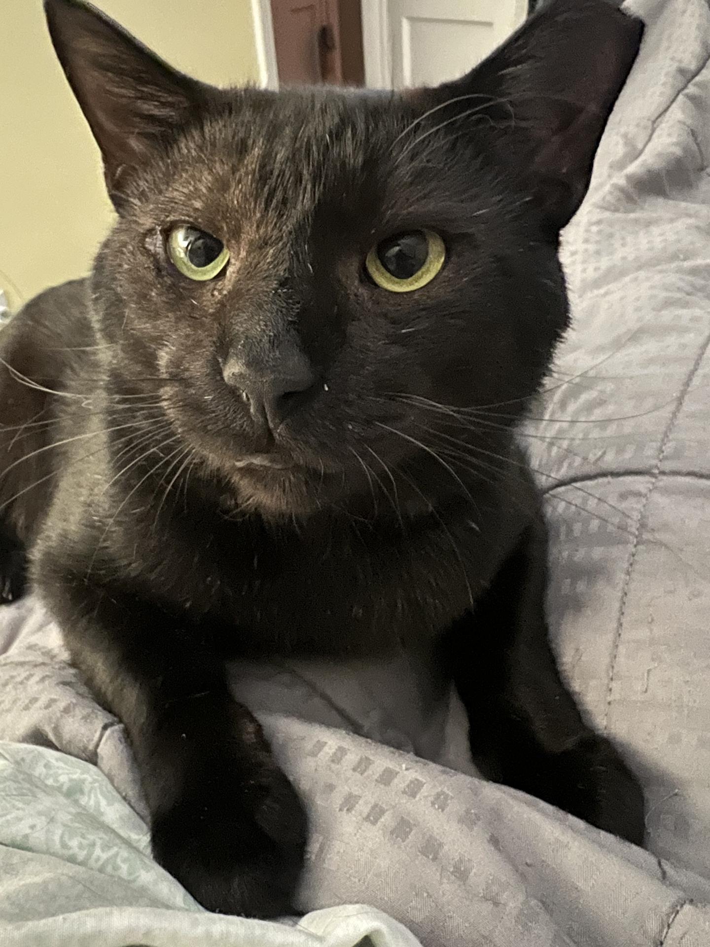 Grant Ruby, Adoptable, Adult Male Domestic Short Hair.
