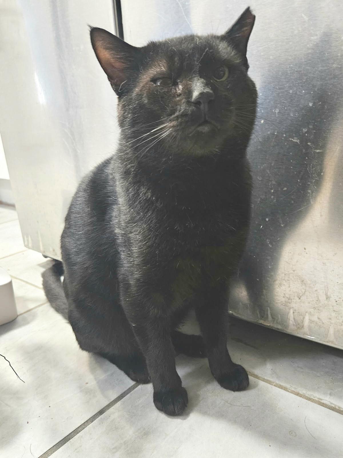 Enlarge Grant Ruby, a Adoptable Domestic Short Hair in Philadelphia, PA image 3/6