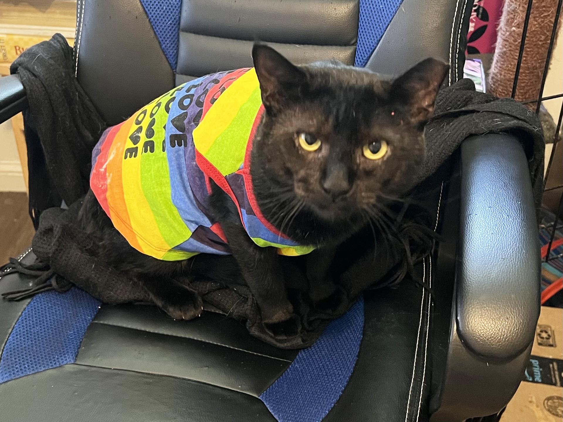 Enlarge Grant Ruby, a Adoptable Domestic Short Hair in Philadelphia, PA image 2/6