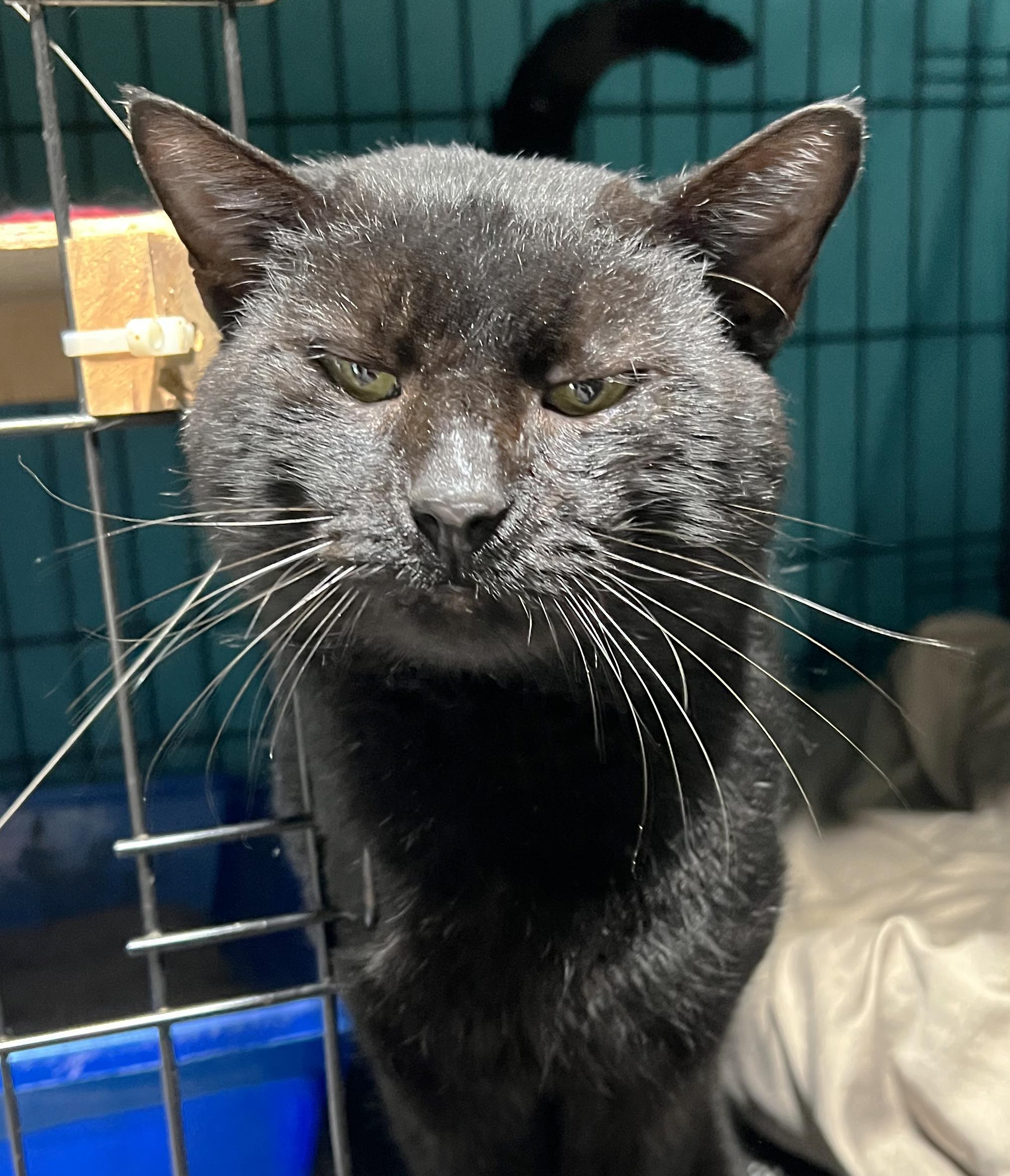 Grant Ruby, Adoptable, Adult Male Domestic Short Hair.