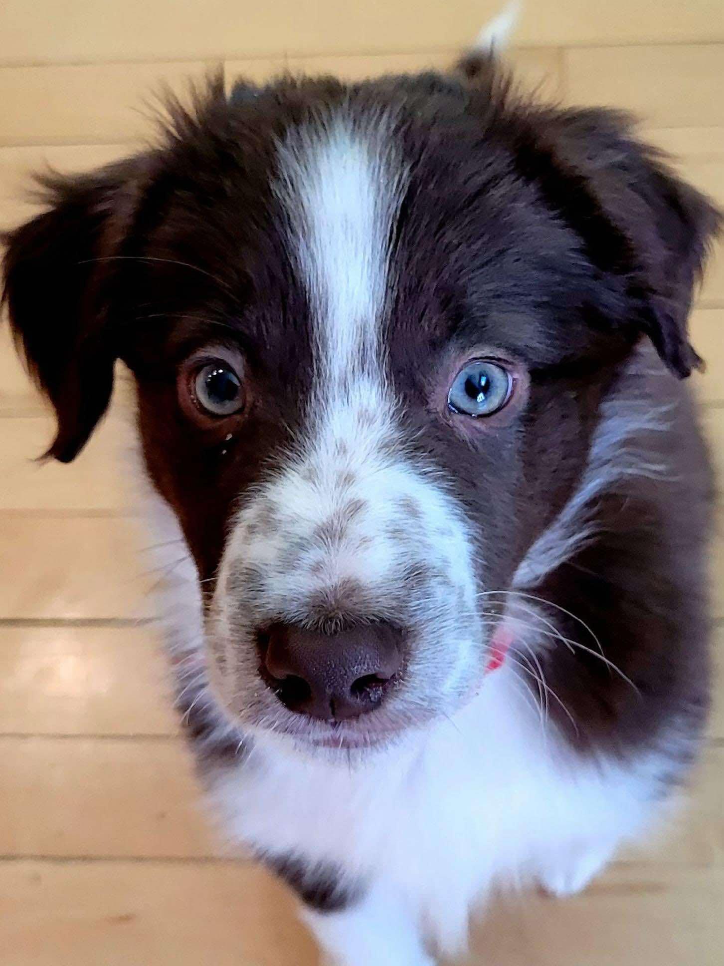 Enlarge Bridgerton puppies (girls and boys), a Adoptable mixed breed in Rochester, MN image 3/6