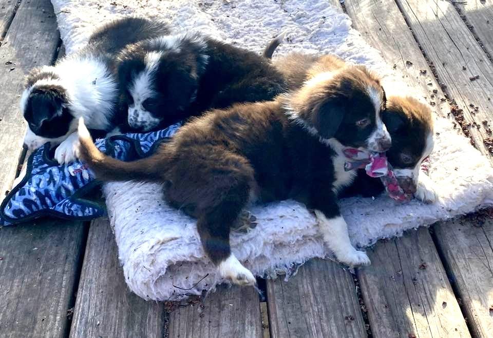 Enlarge Bridgerton puppies (girls and boys), a Adoptable mixed breed in Rochester, MN image 5/6