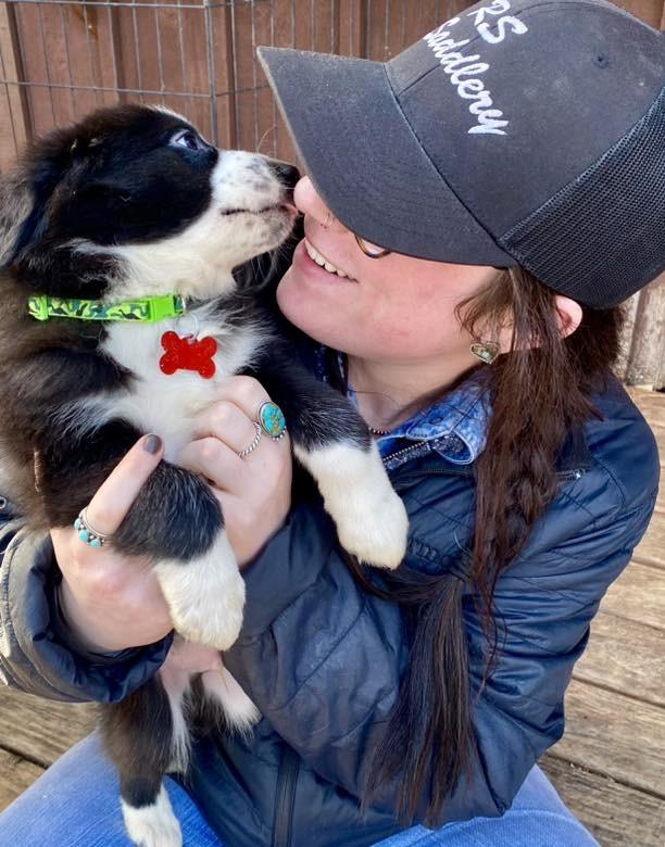 Bridgerton puppies (girls and boys), Adoptable, Puppy Female Border Collie & Australian Shepherd.