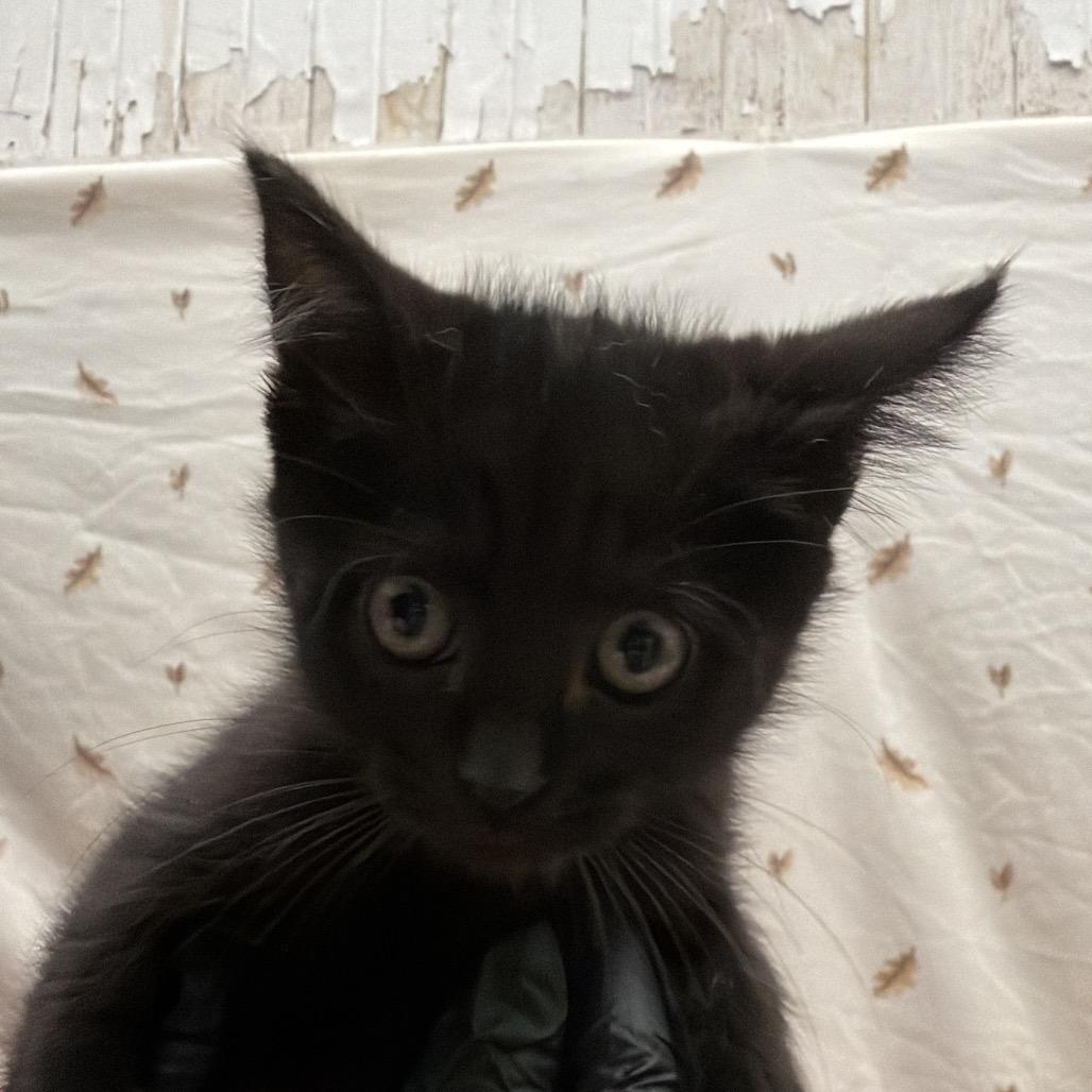 Potion, Adoptable, Kitten Male American Shorthair.