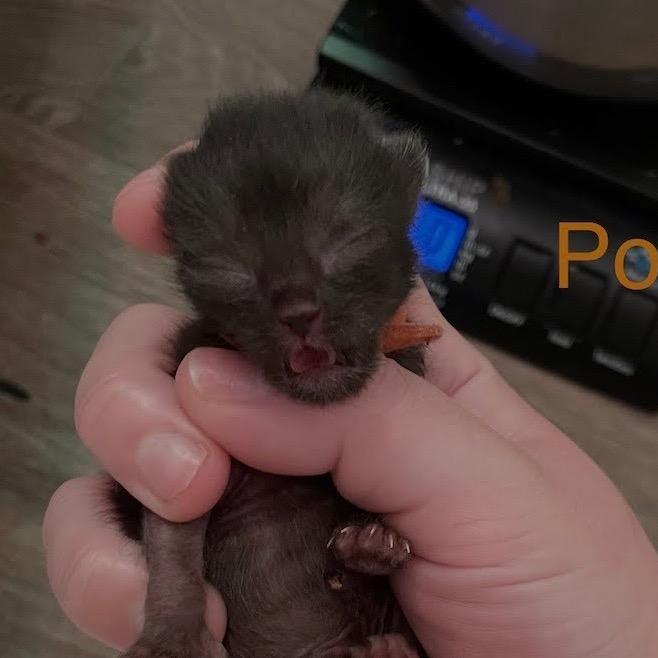 Potion, a Adoptable American Shorthair in Newberg, OR image 2/2