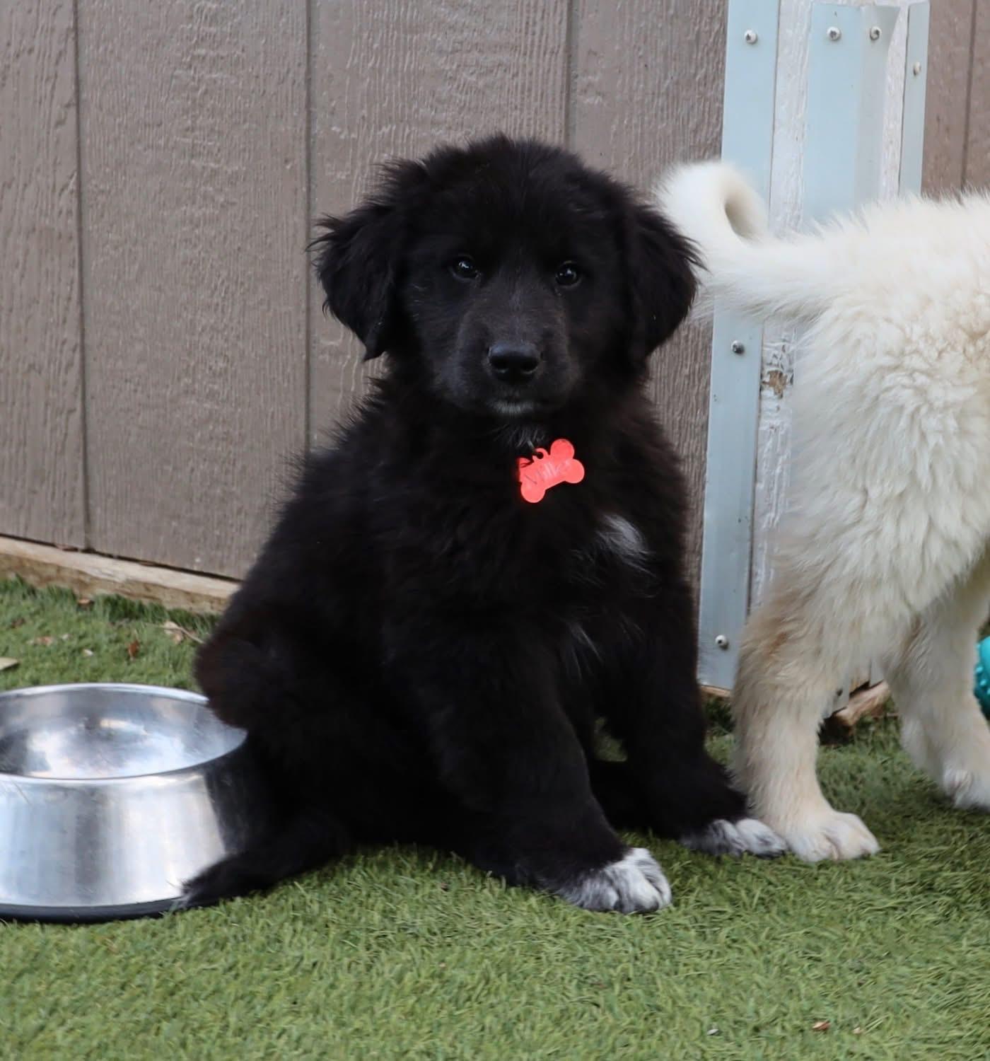 Enlarge Squints, an adopted mixed breed in Southlake, TX image 4/4