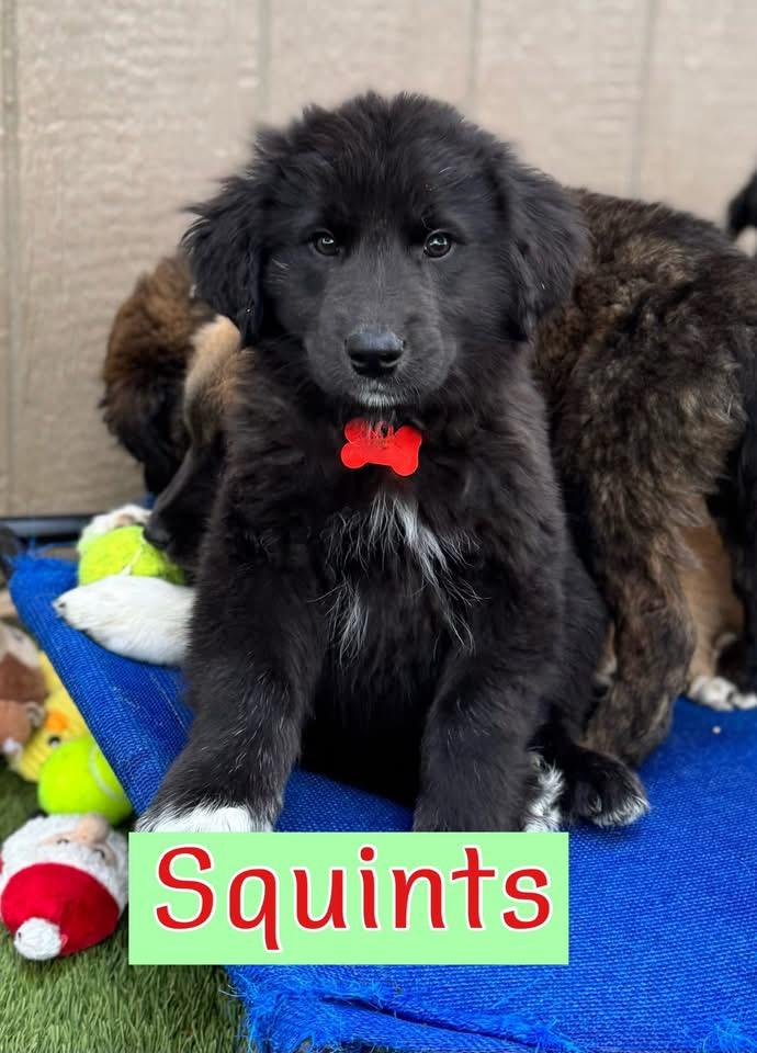 Enlarge Squints, an adopted mixed breed in Southlake, TX image 3/4