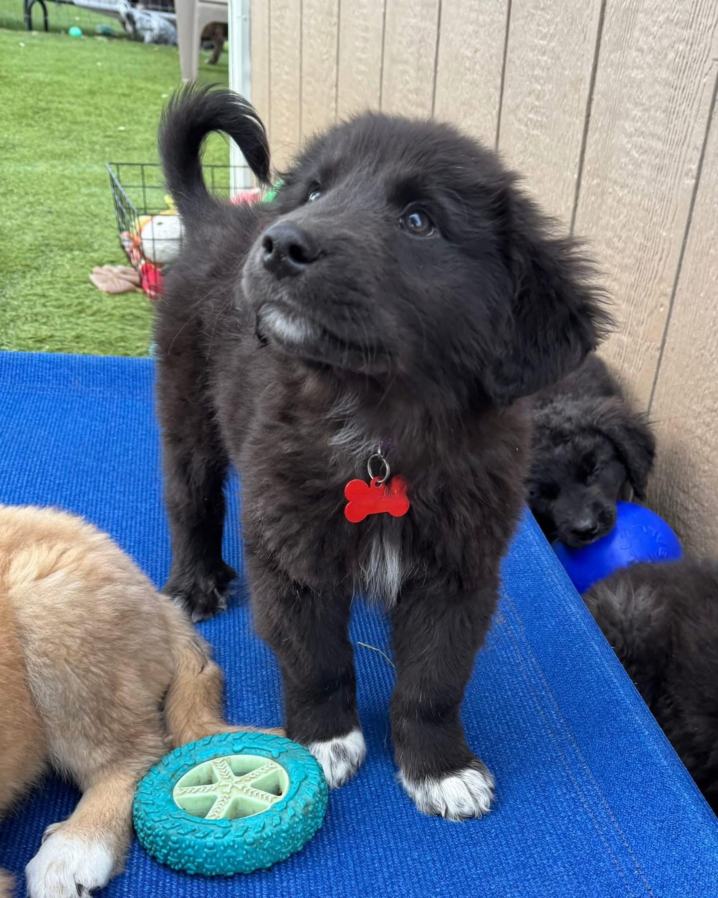 Enlarge Squints, an adopted mixed breed in Southlake, TX image 1/4