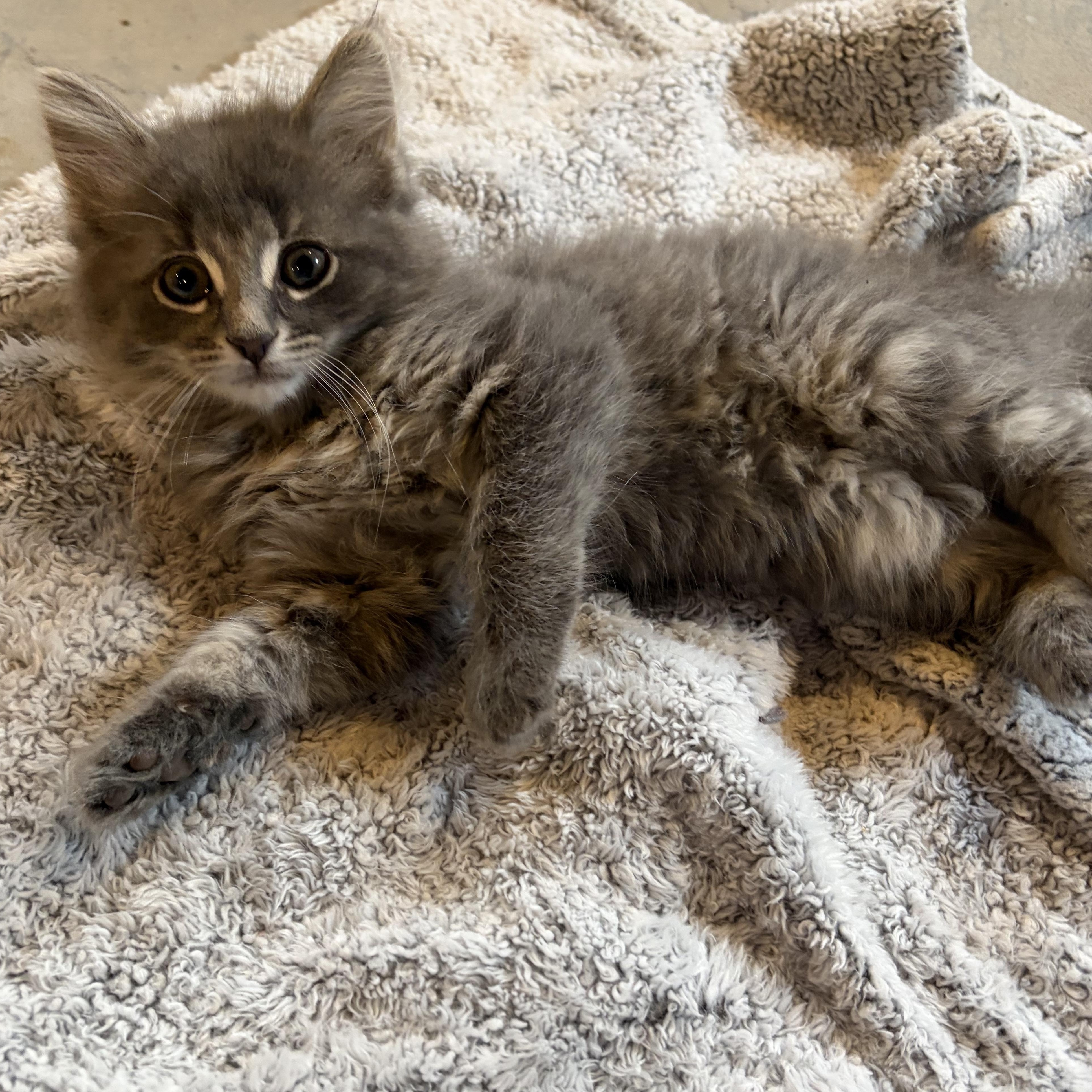 Nora, adopted, Kitten Female Domestic Long Hair.