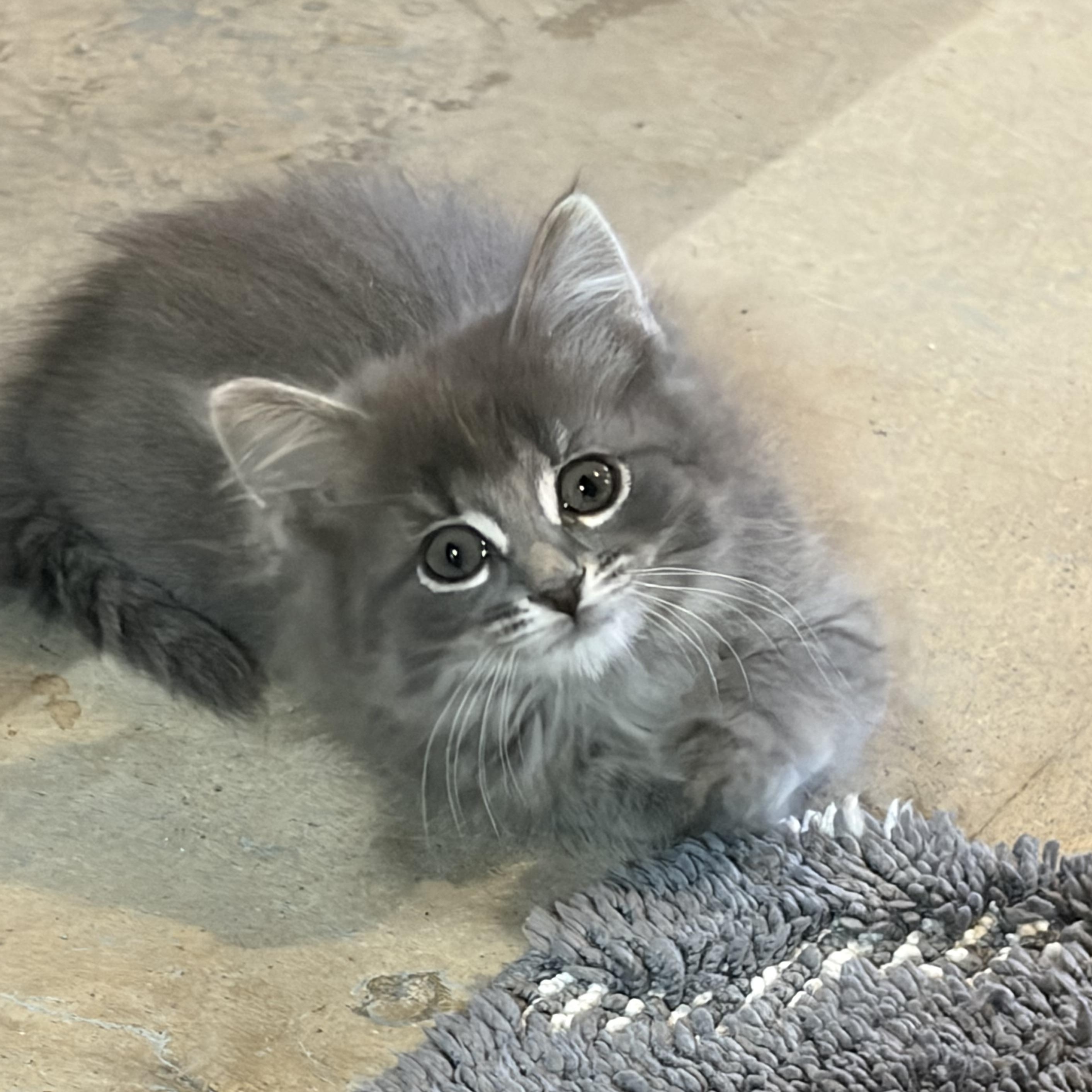 Enlarge Nora, an adopted Domestic Long Hair in brant, MI image 2/3
