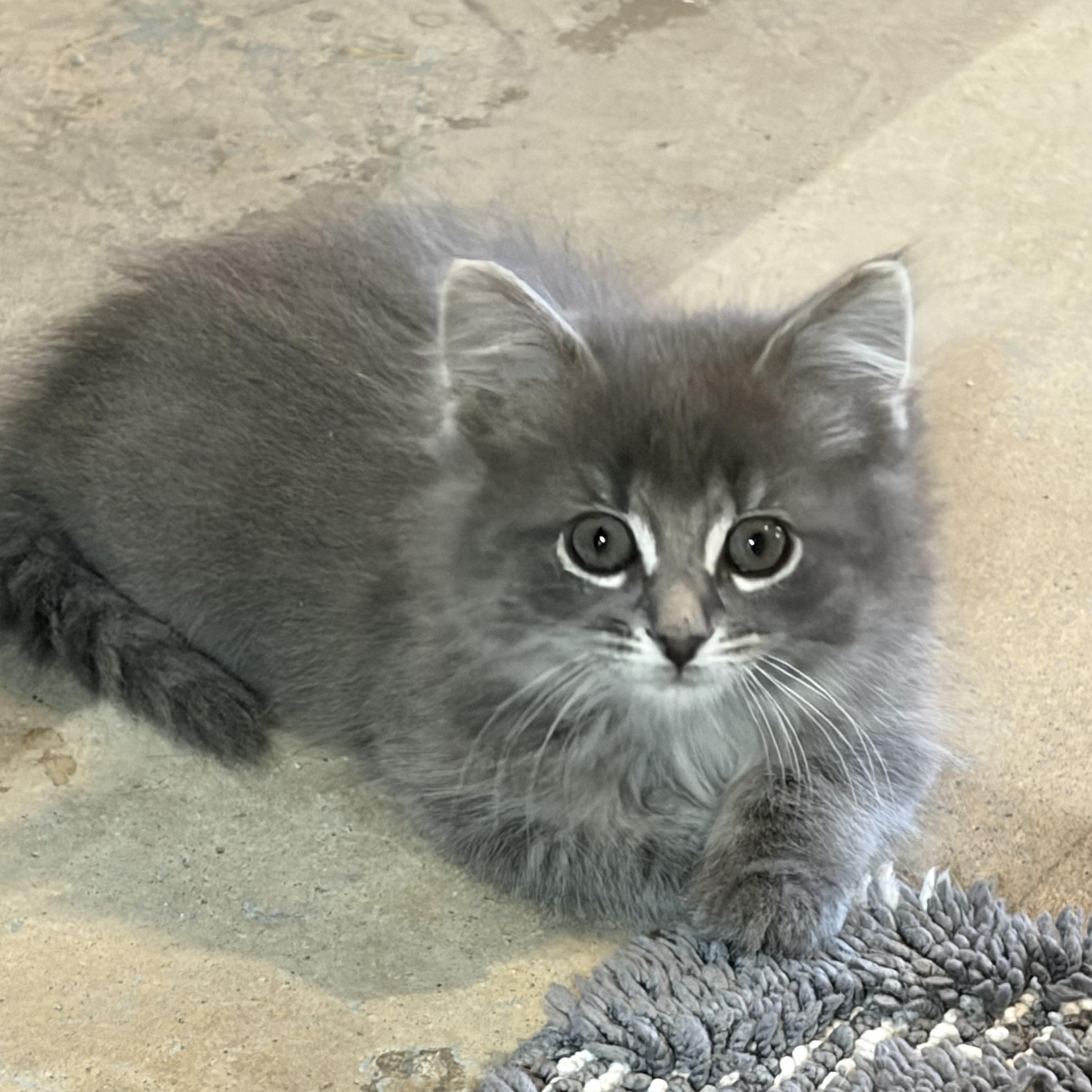 Enlarge Nora, an adopted Domestic Long Hair in brant, MI image 3/3