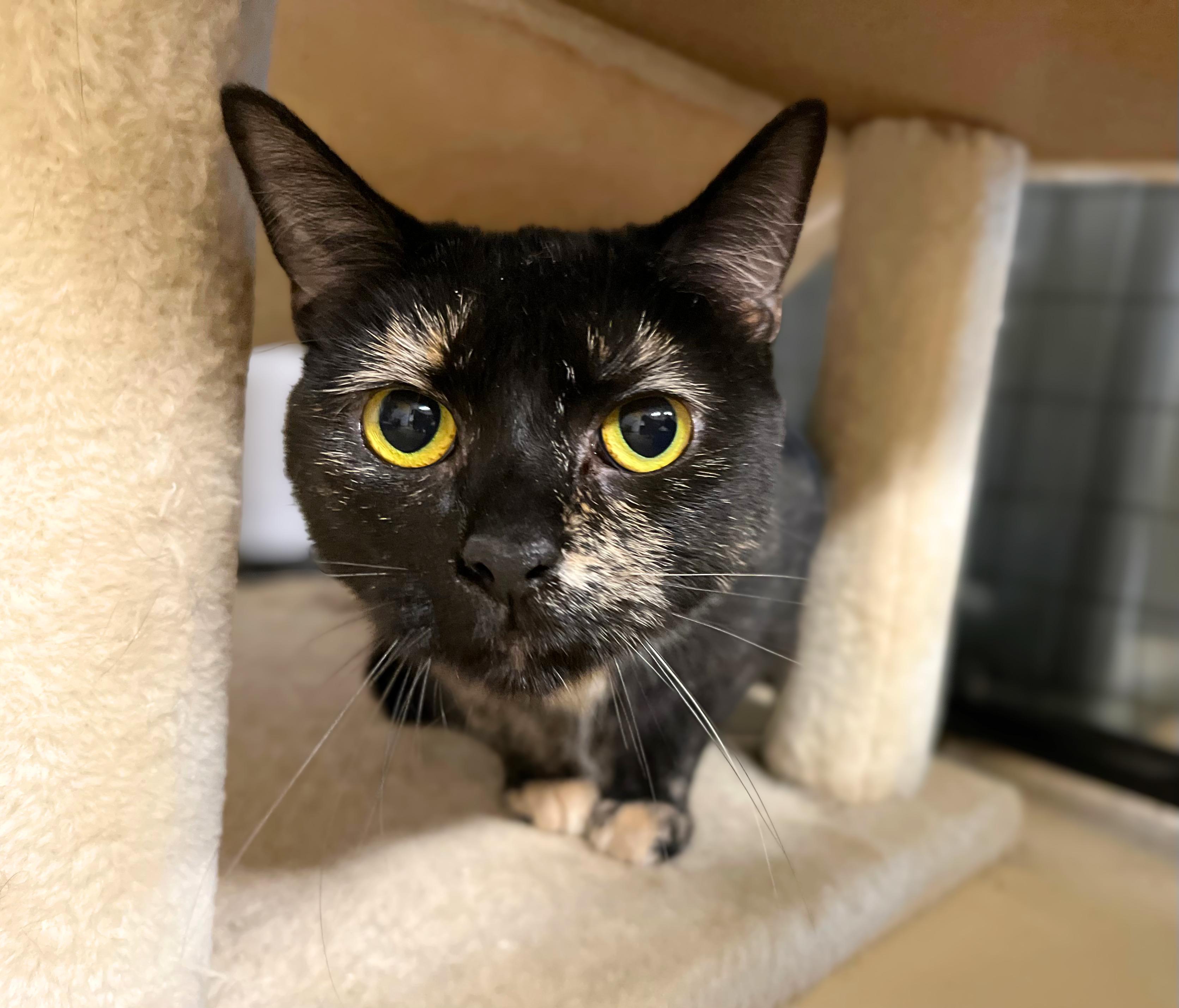 Enlarge Apricot, an adoptable Domestic Short Hair in Seville, OH image 2/2