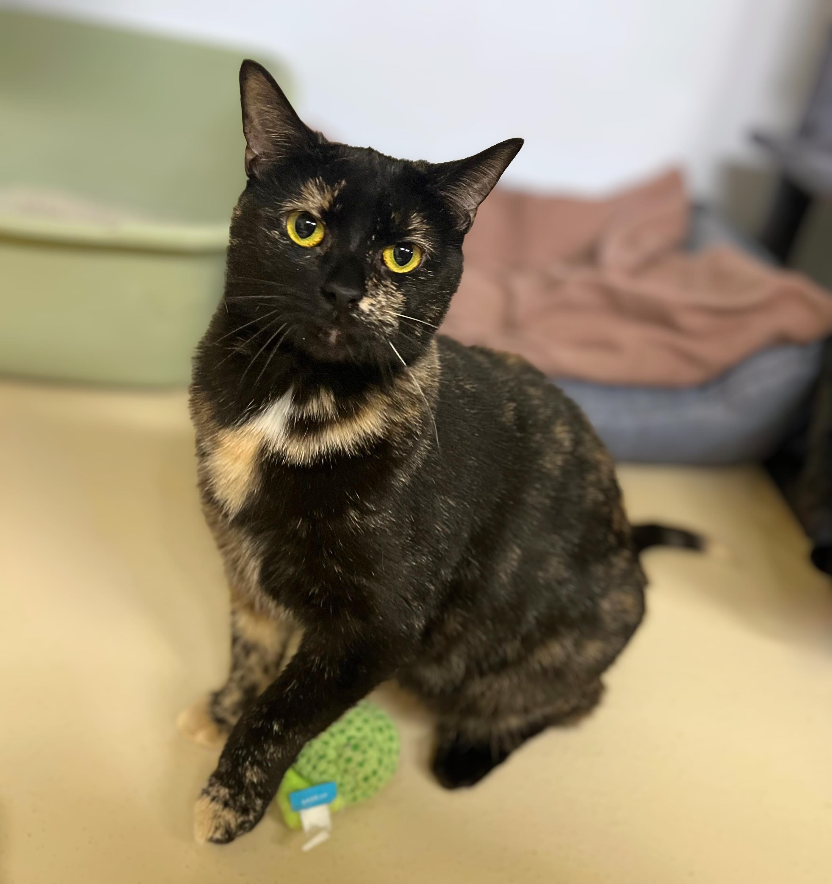 Enlarge Apricot, an adoptable Domestic Short Hair in Seville, OH image 1/2